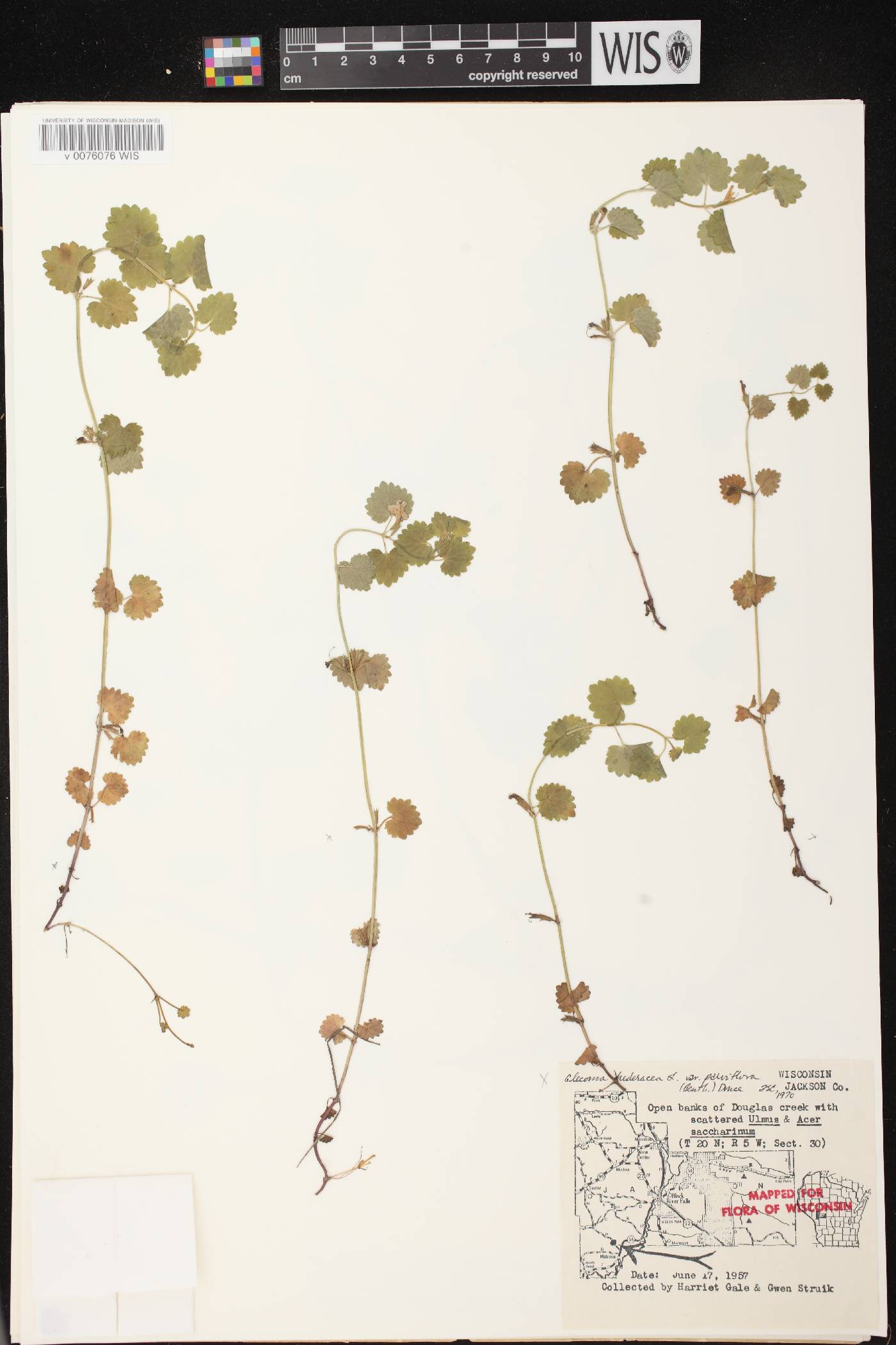 Glechoma hederacea image