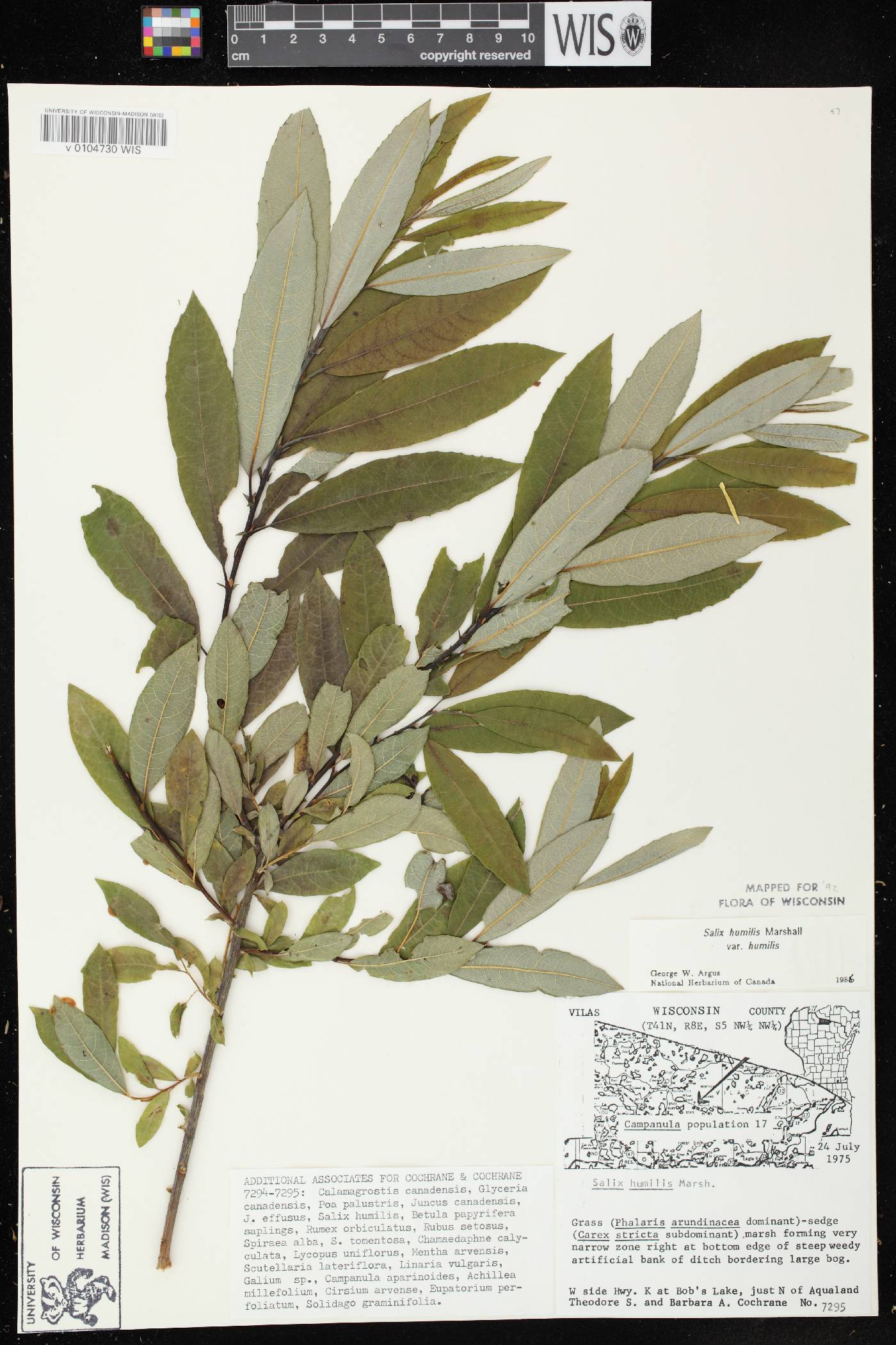 Salix humilis var. humilis image