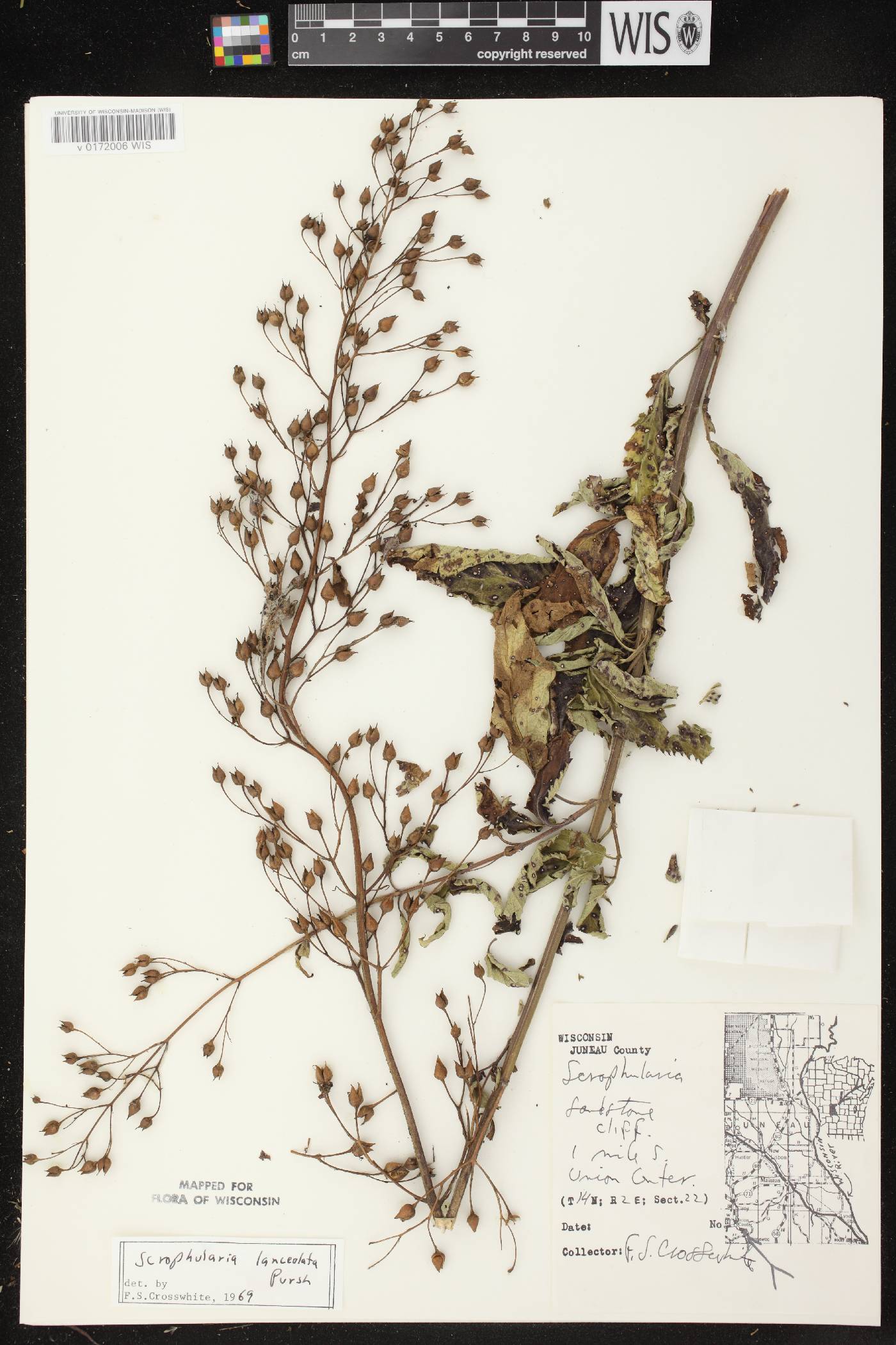 Scrophularia lanceolata image
