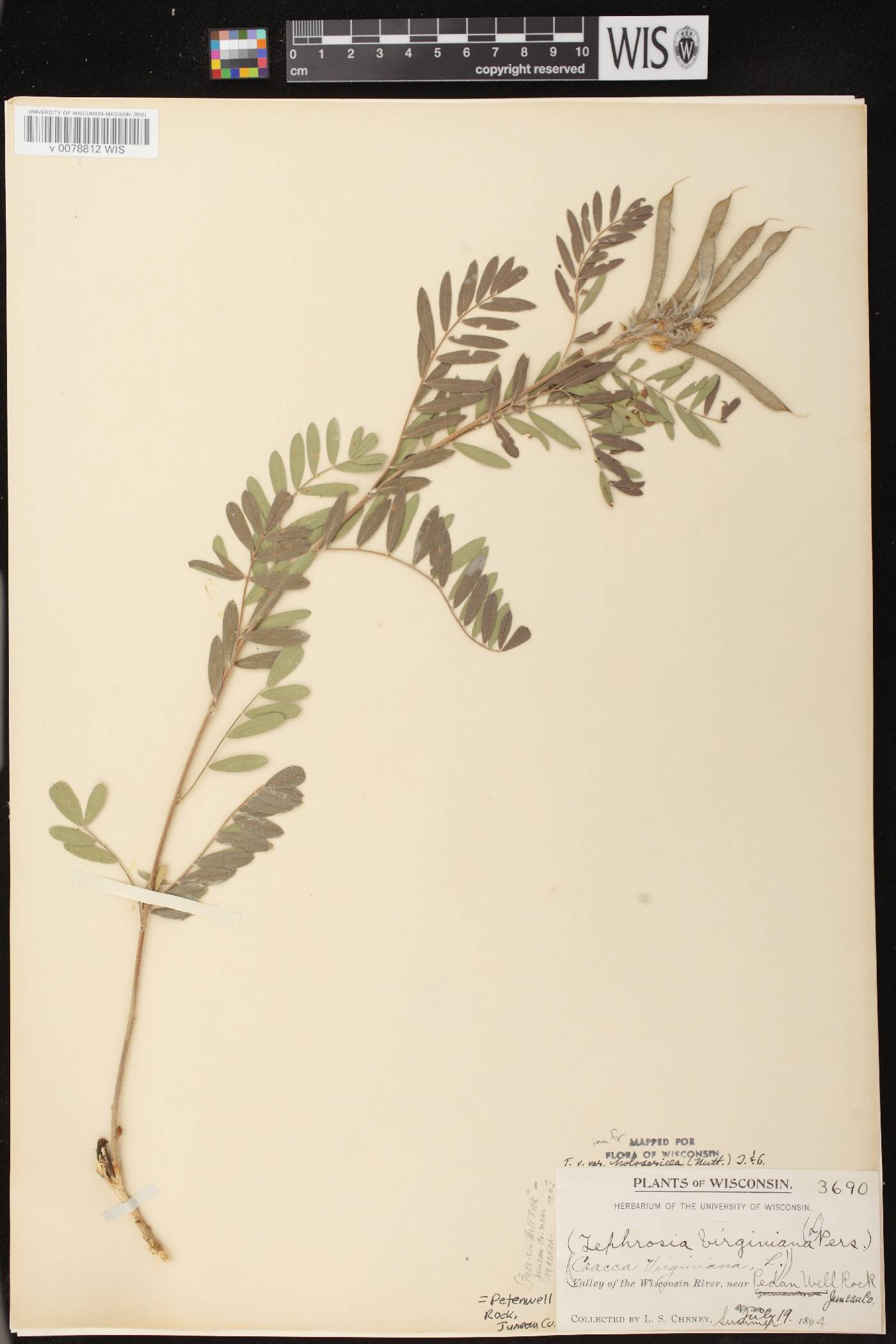Tephrosia virginiana image