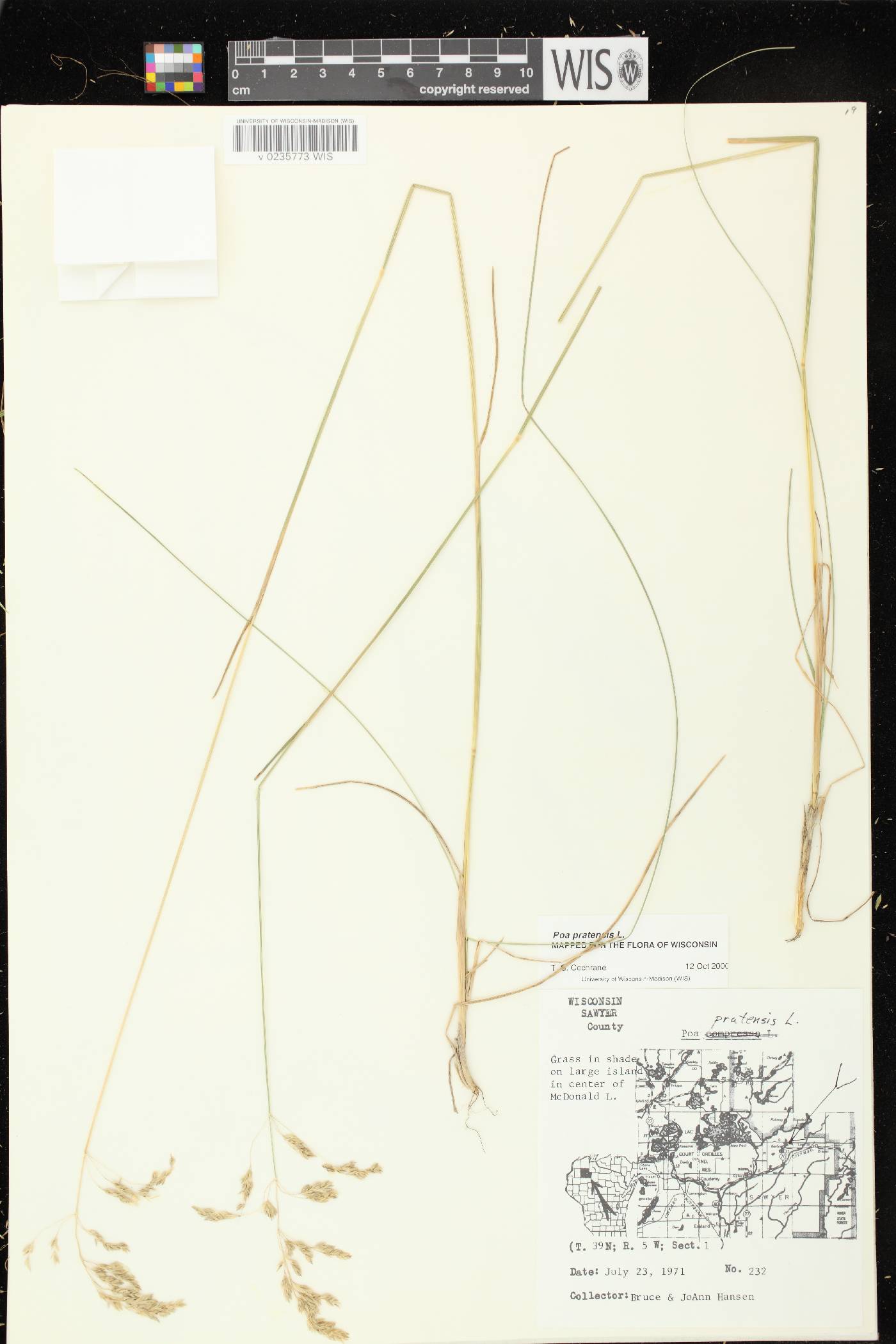 Poa pratensis image