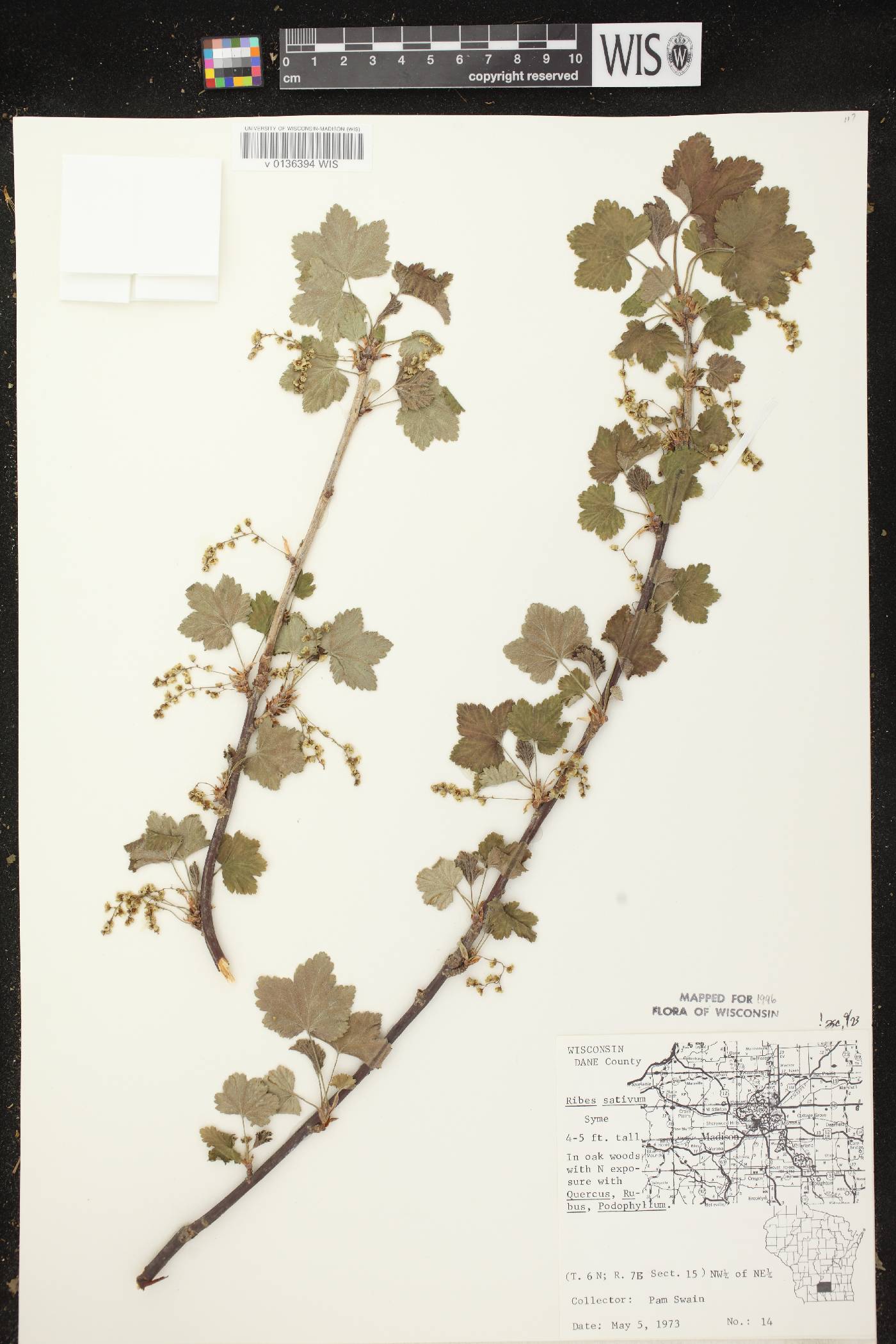 Ribes rubrum image
