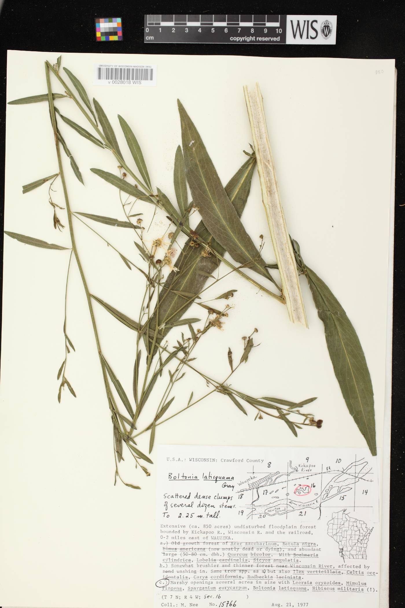 Boltonia asteroides var. recognita image
