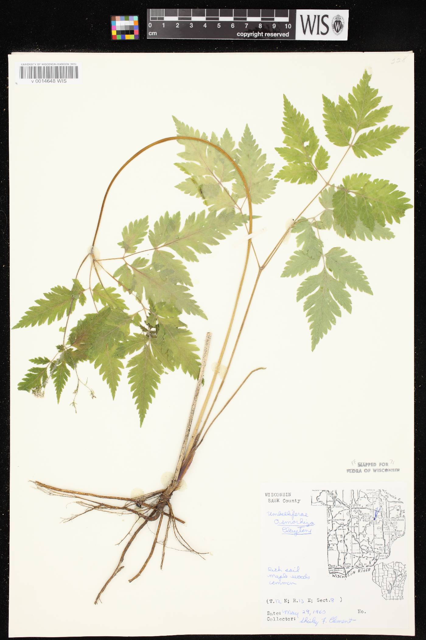 Osmorhiza claytonii image