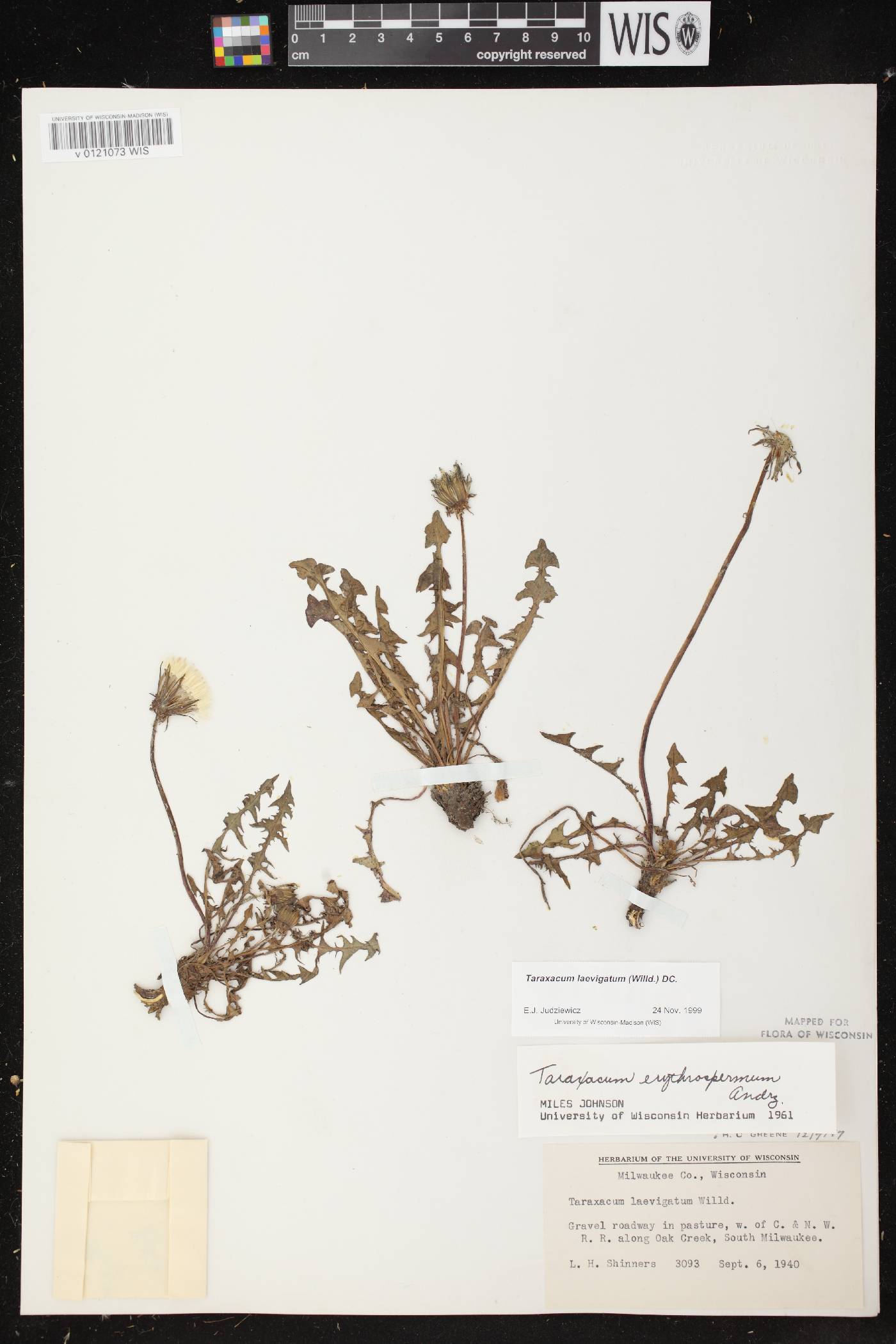Taraxacum erythrospermum image