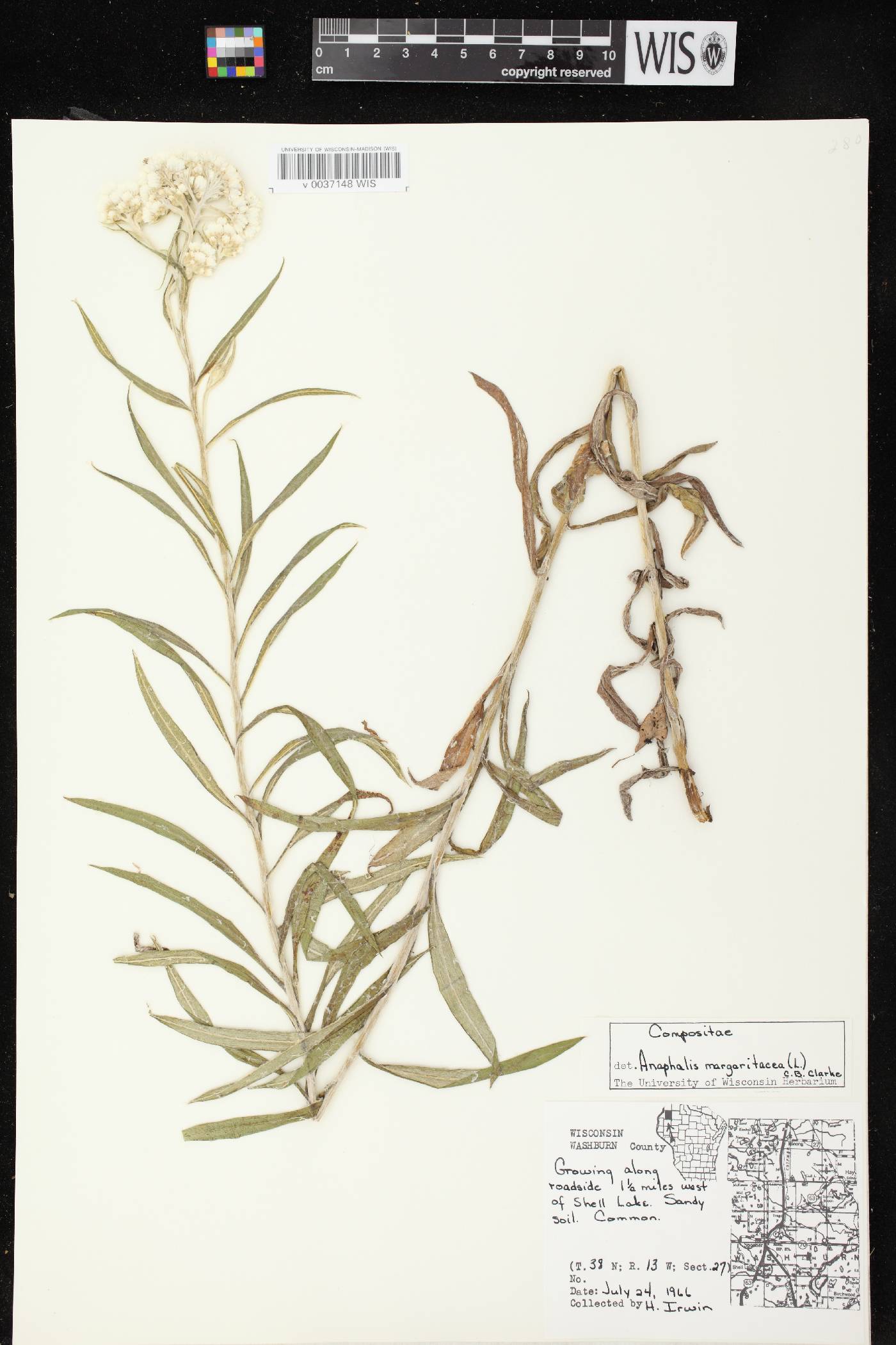 Anaphalis margaritacea image