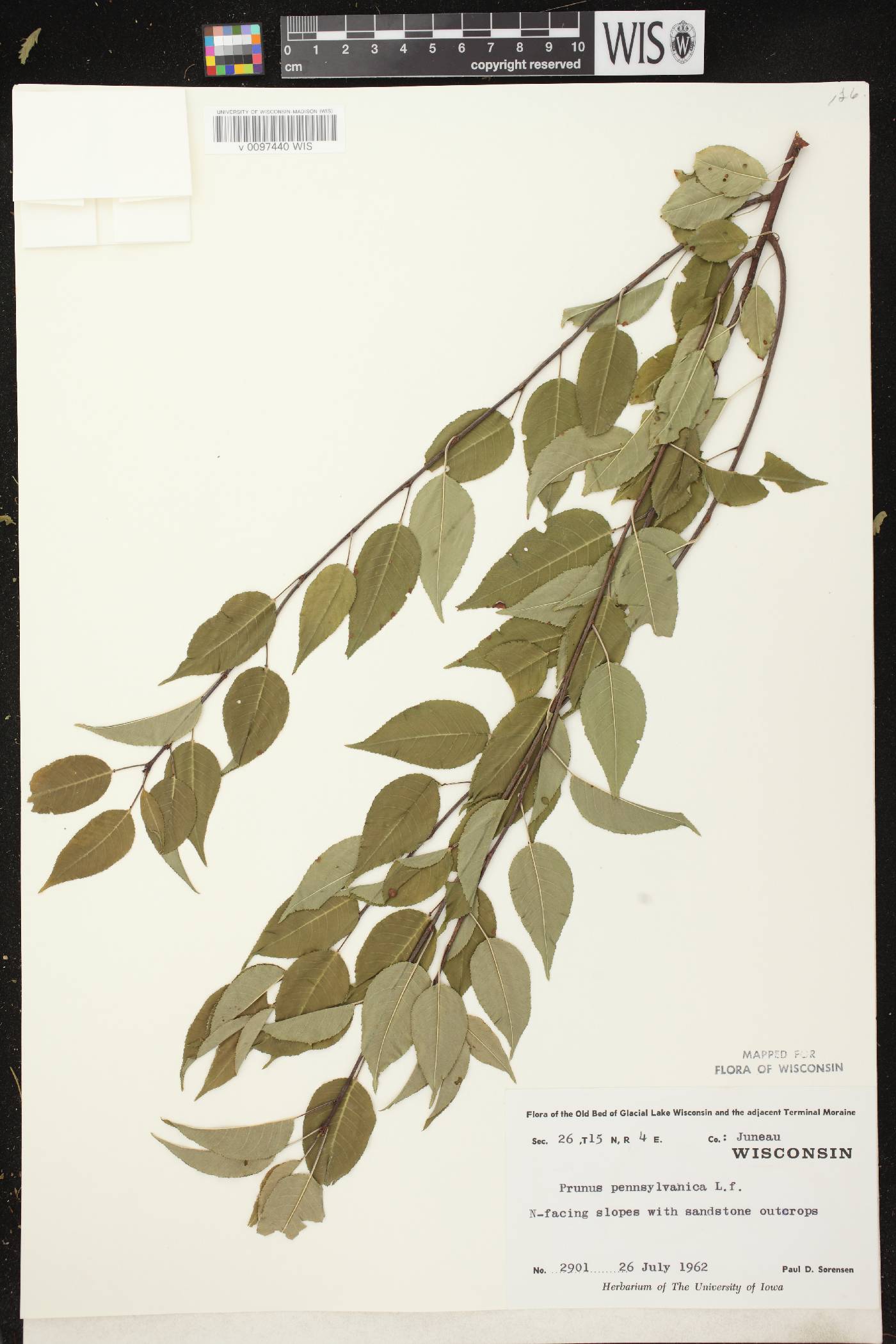 Prunus pensylvanica image