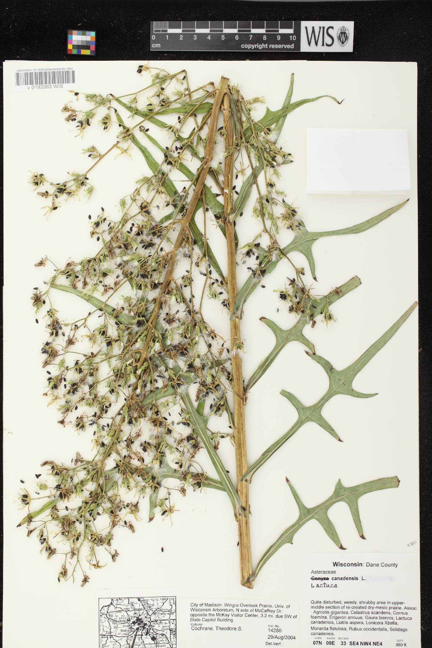 Lactuca canadensis image
