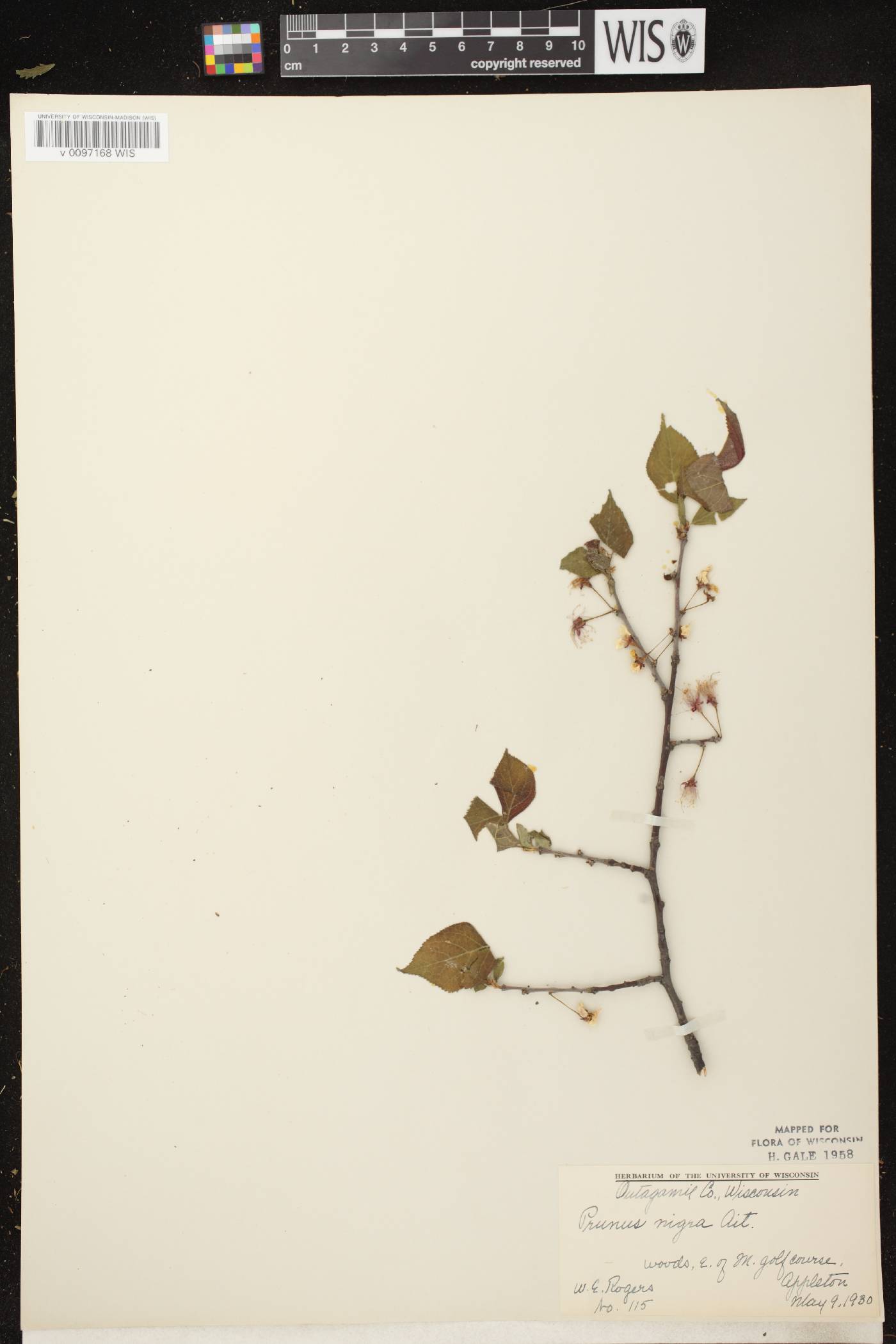 Prunus nigra image