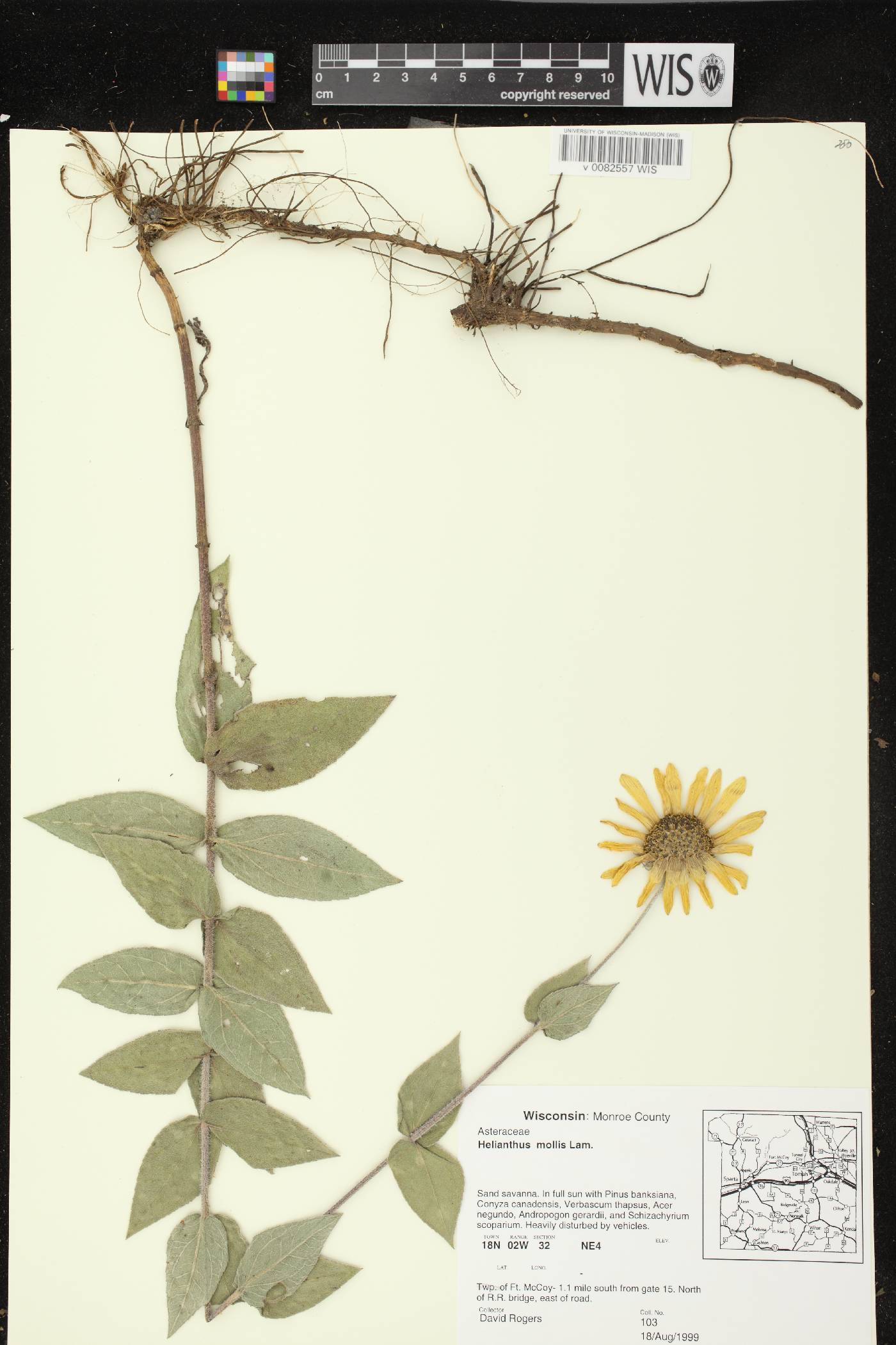 Helianthus mollis image