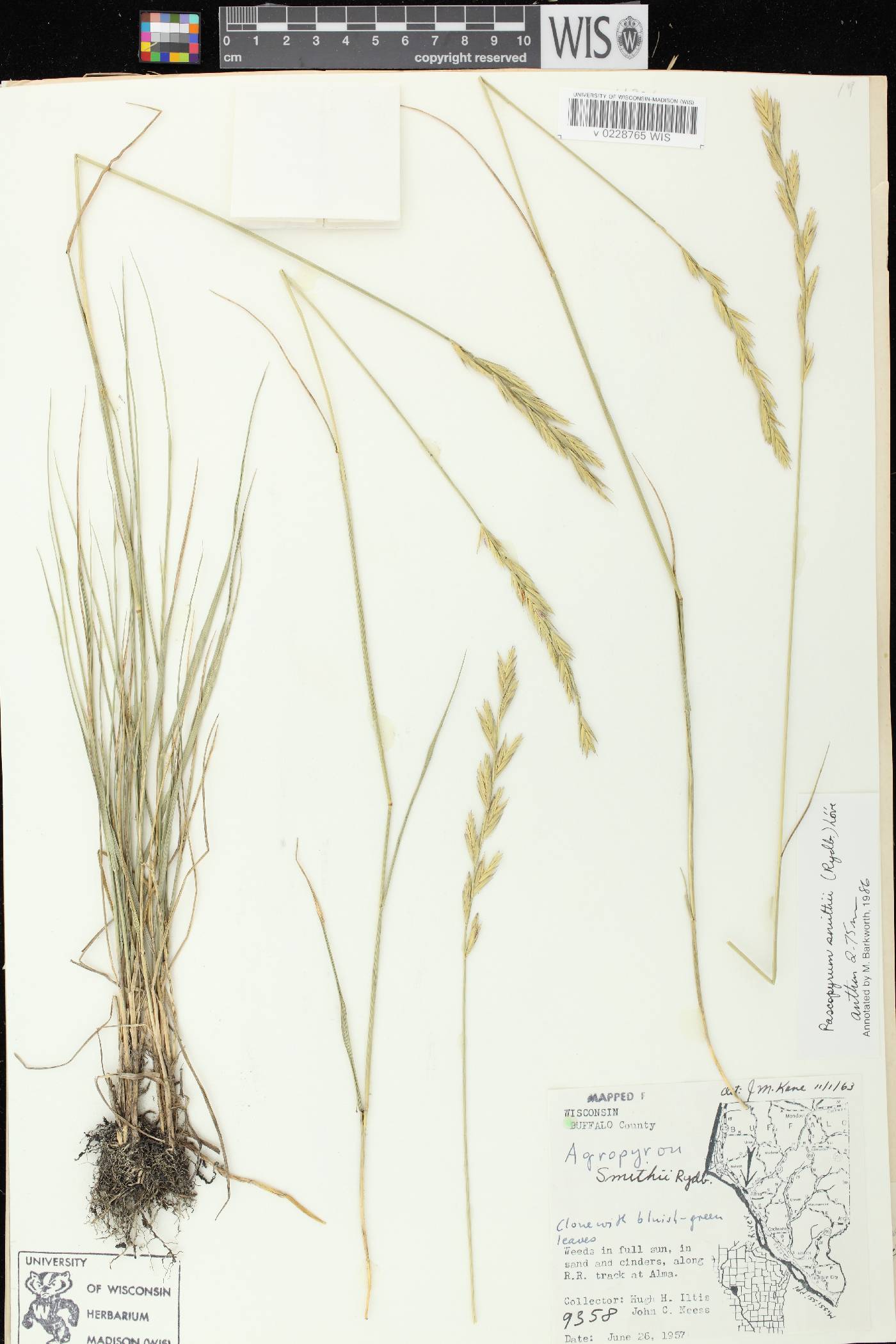 Pascopyrum smithii image