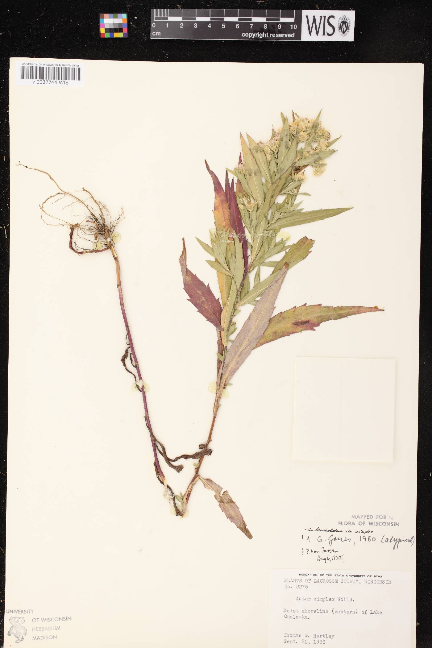 Symphyotrichum lanceolatum var. lanceolatum image