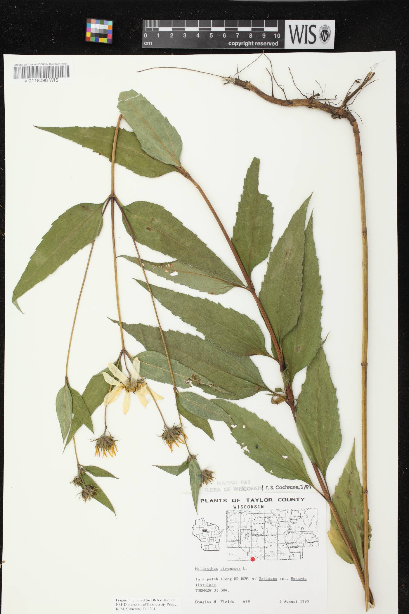 Helianthus strumosus image