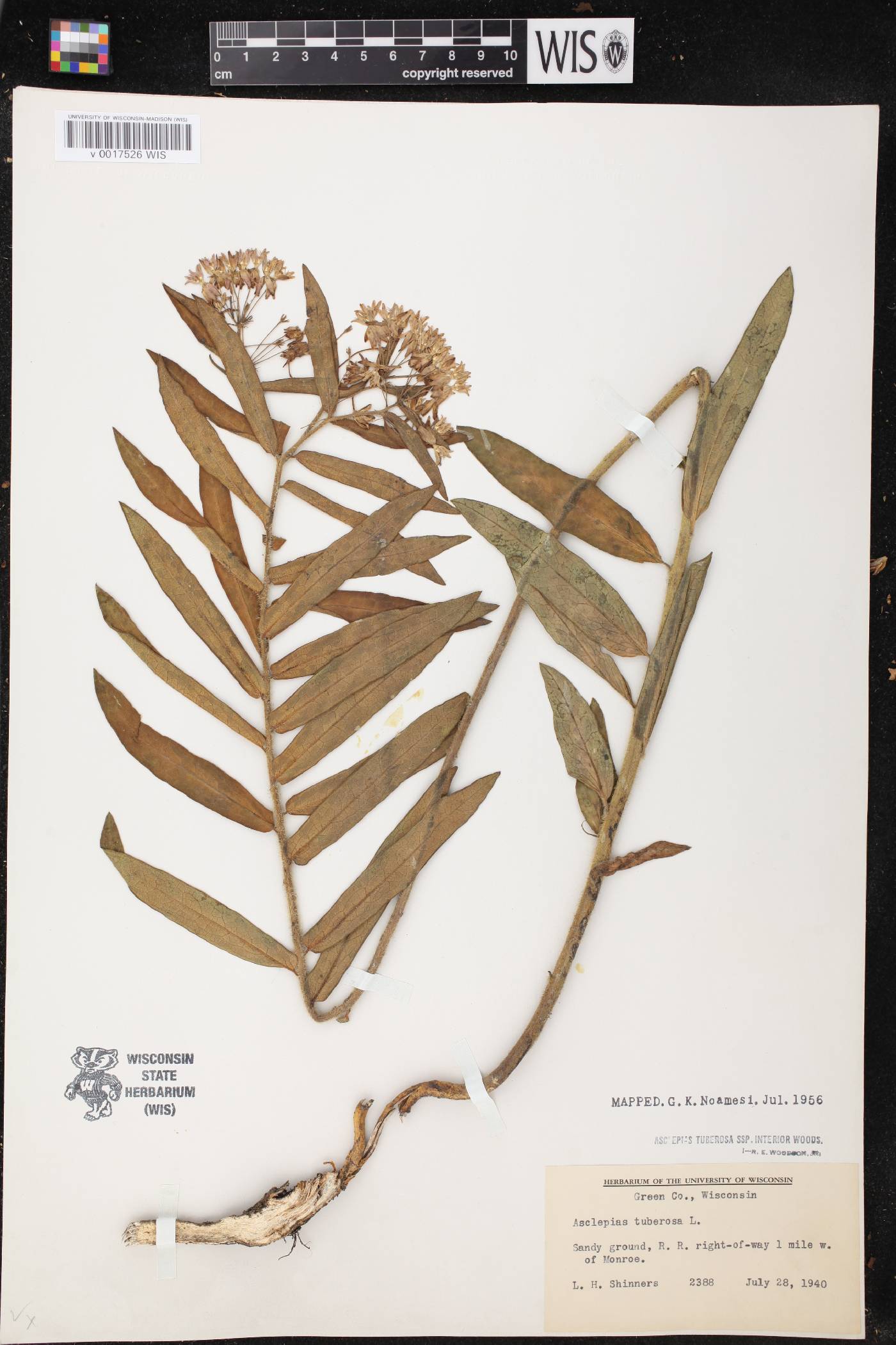 Asclepias tuberosa image