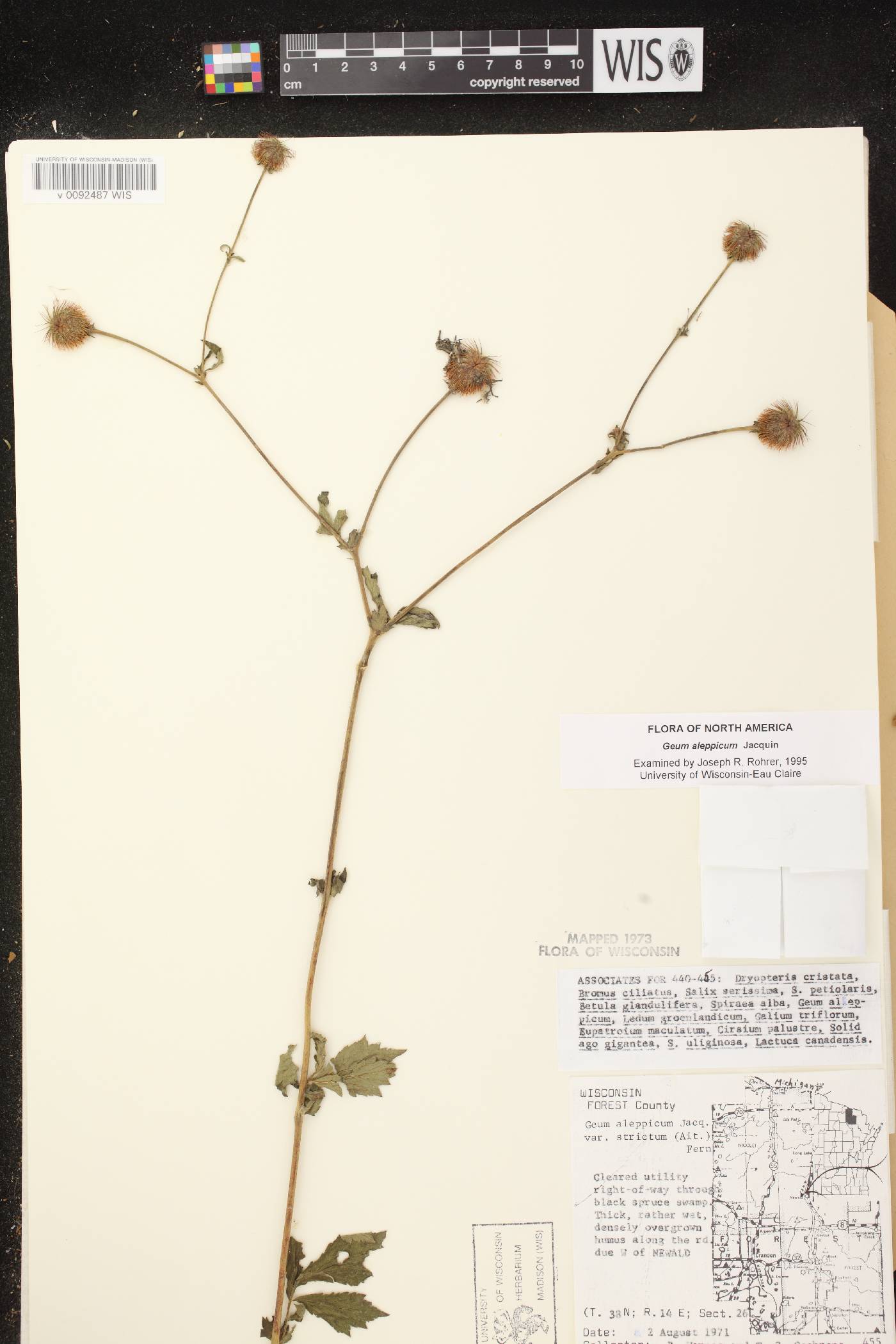 Geum aleppicum image