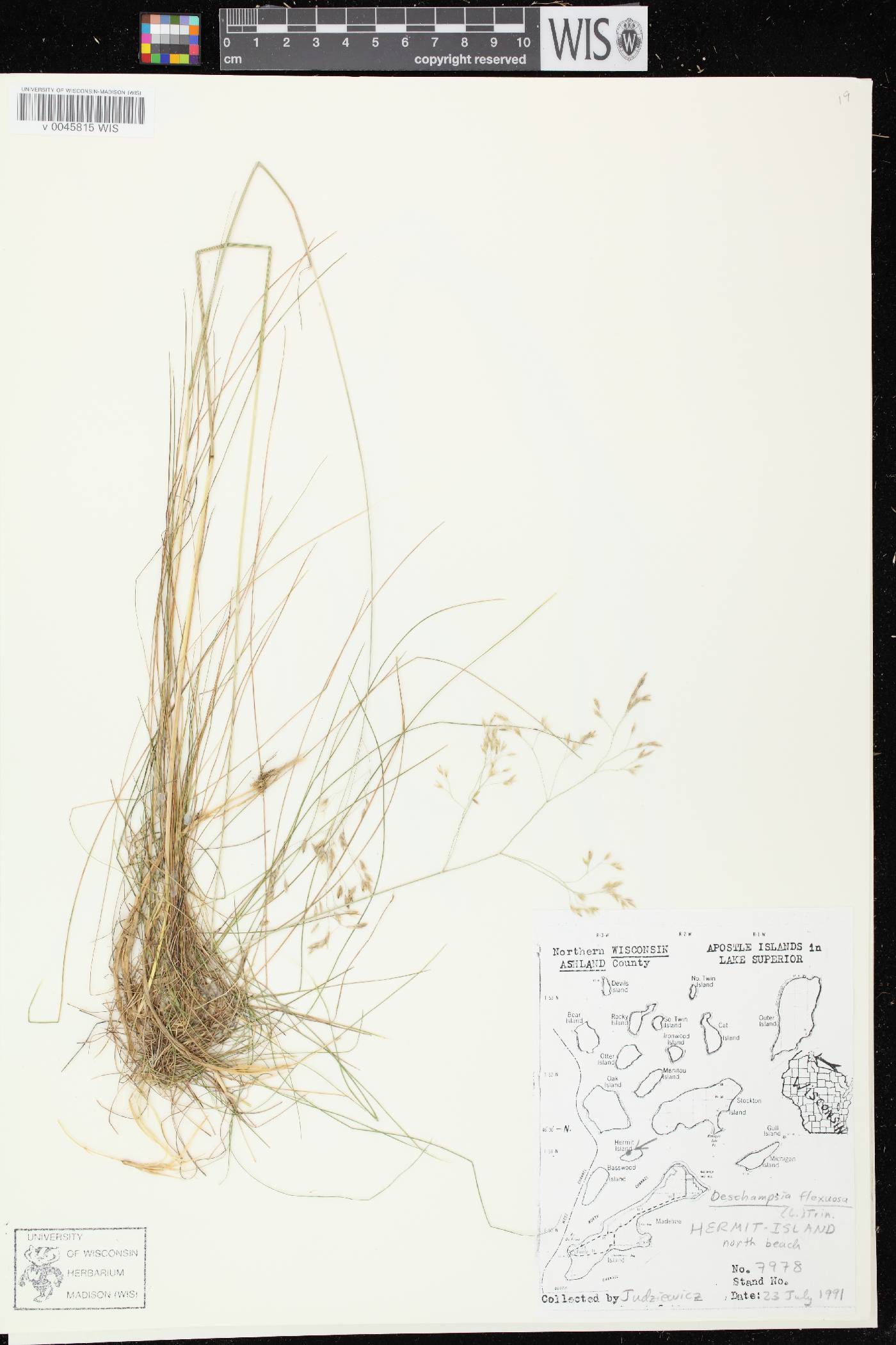 Avenella flexuosa image