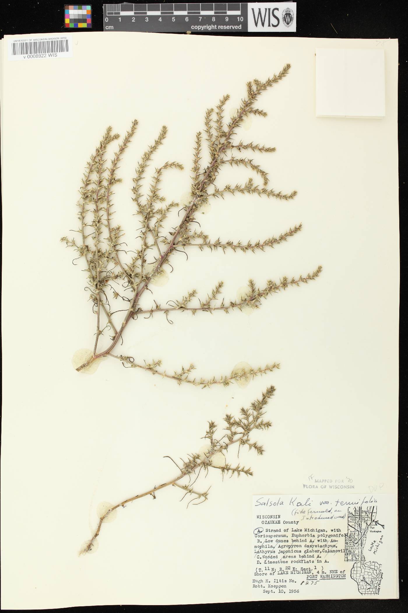 Salsola tragus image