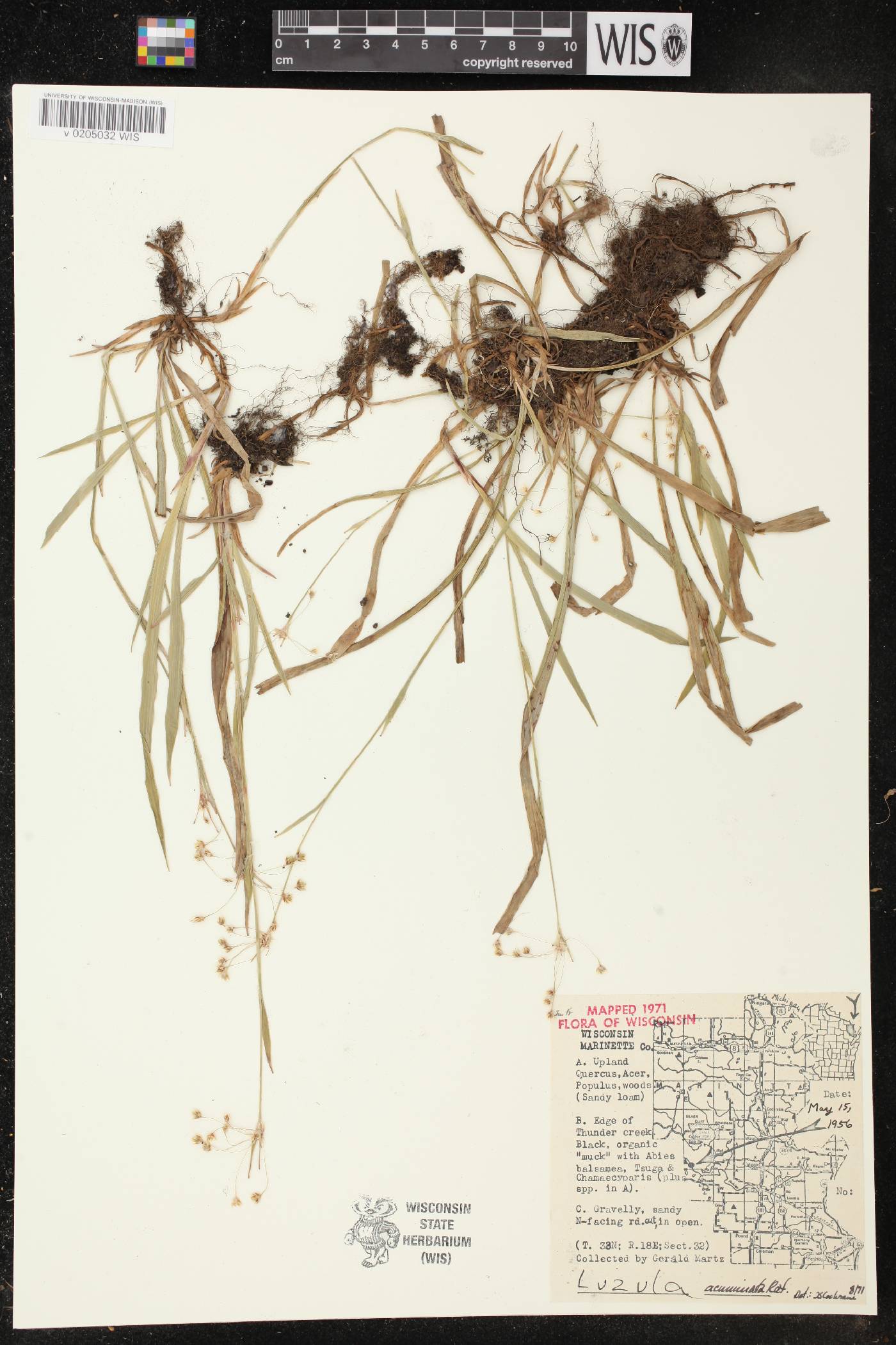 Luzula acuminata image
