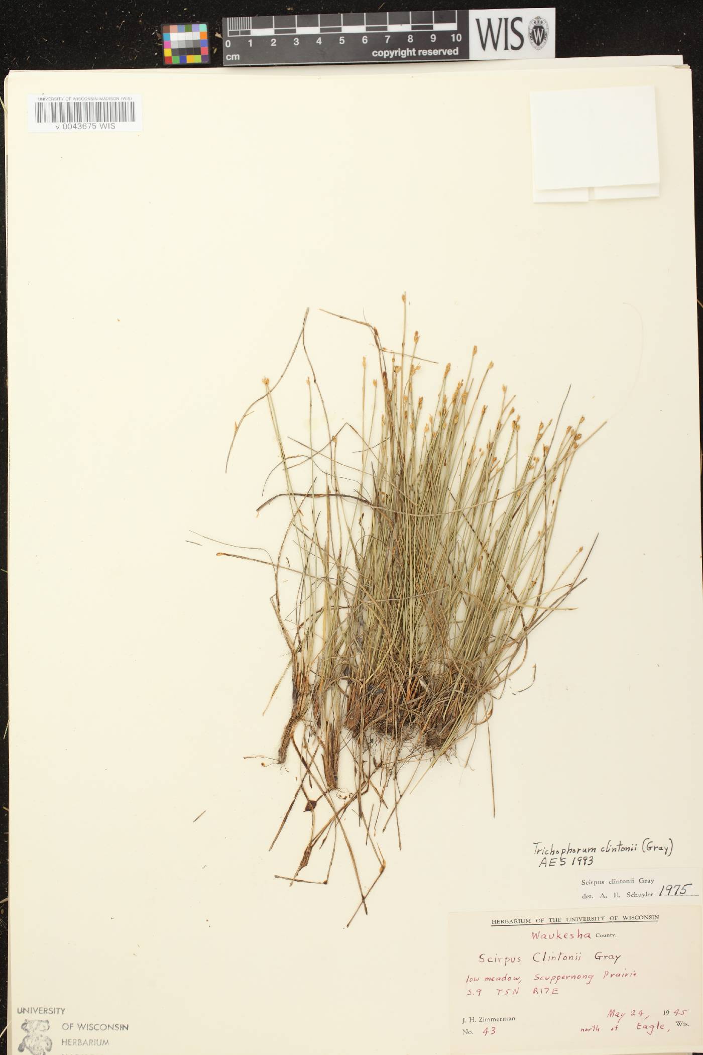 Trichophorum clintonii image
