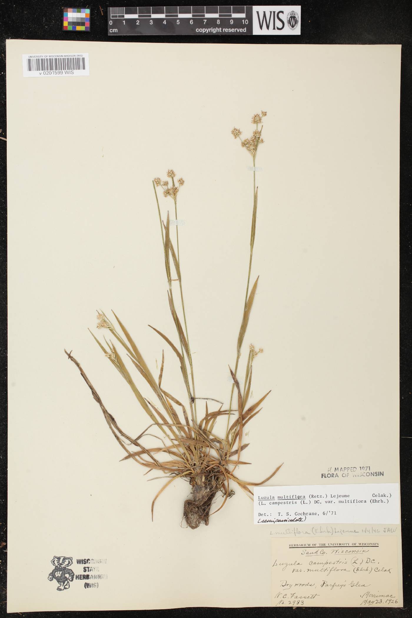 Luzula multiflora image
