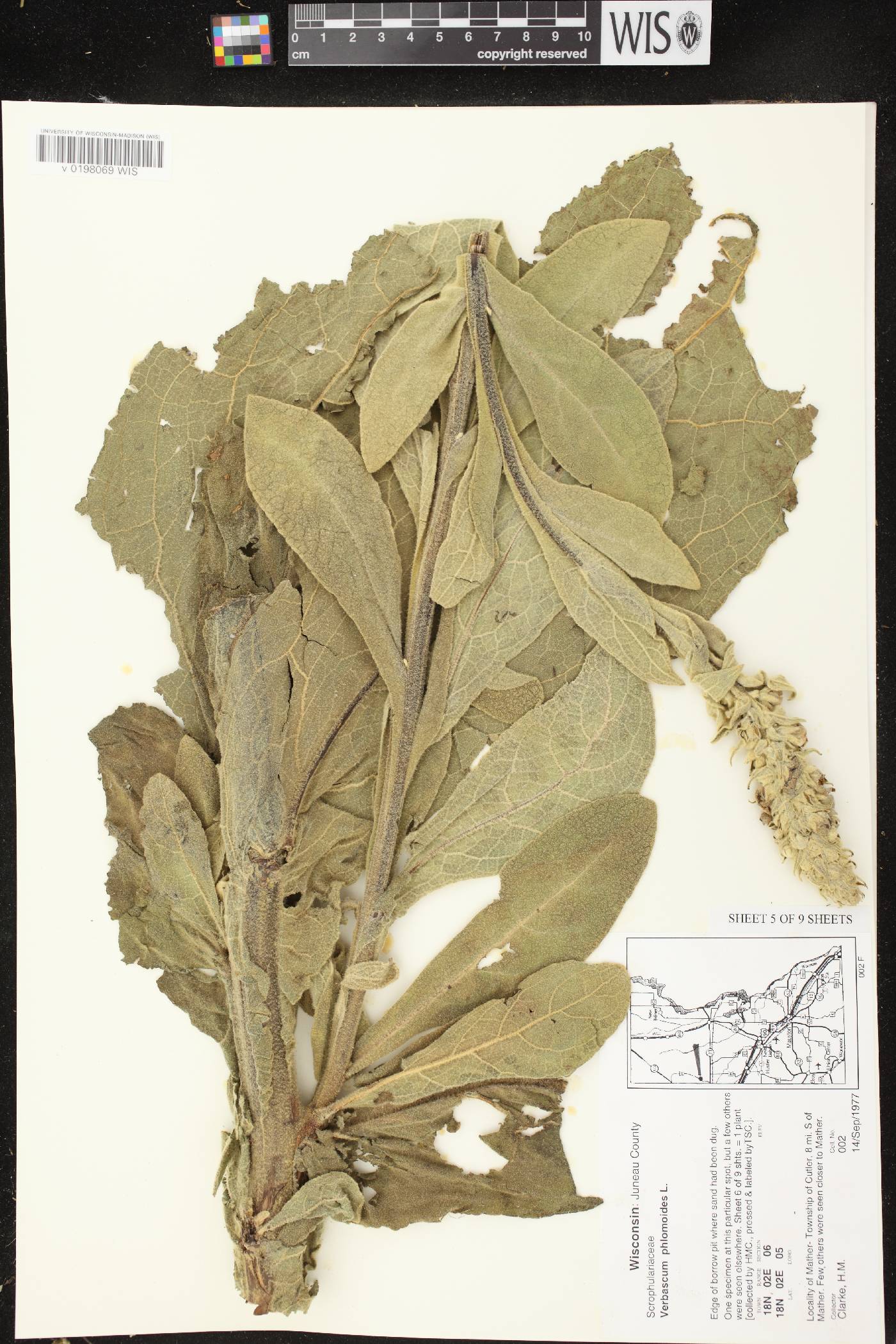 Verbascum phlomoides image
