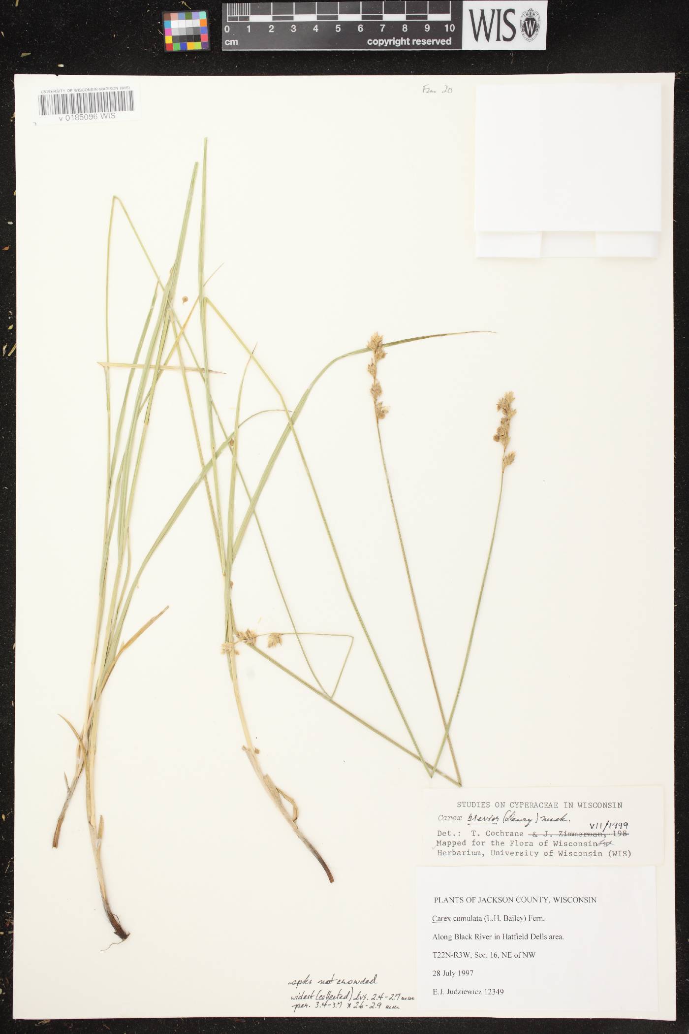 Carex brevior image