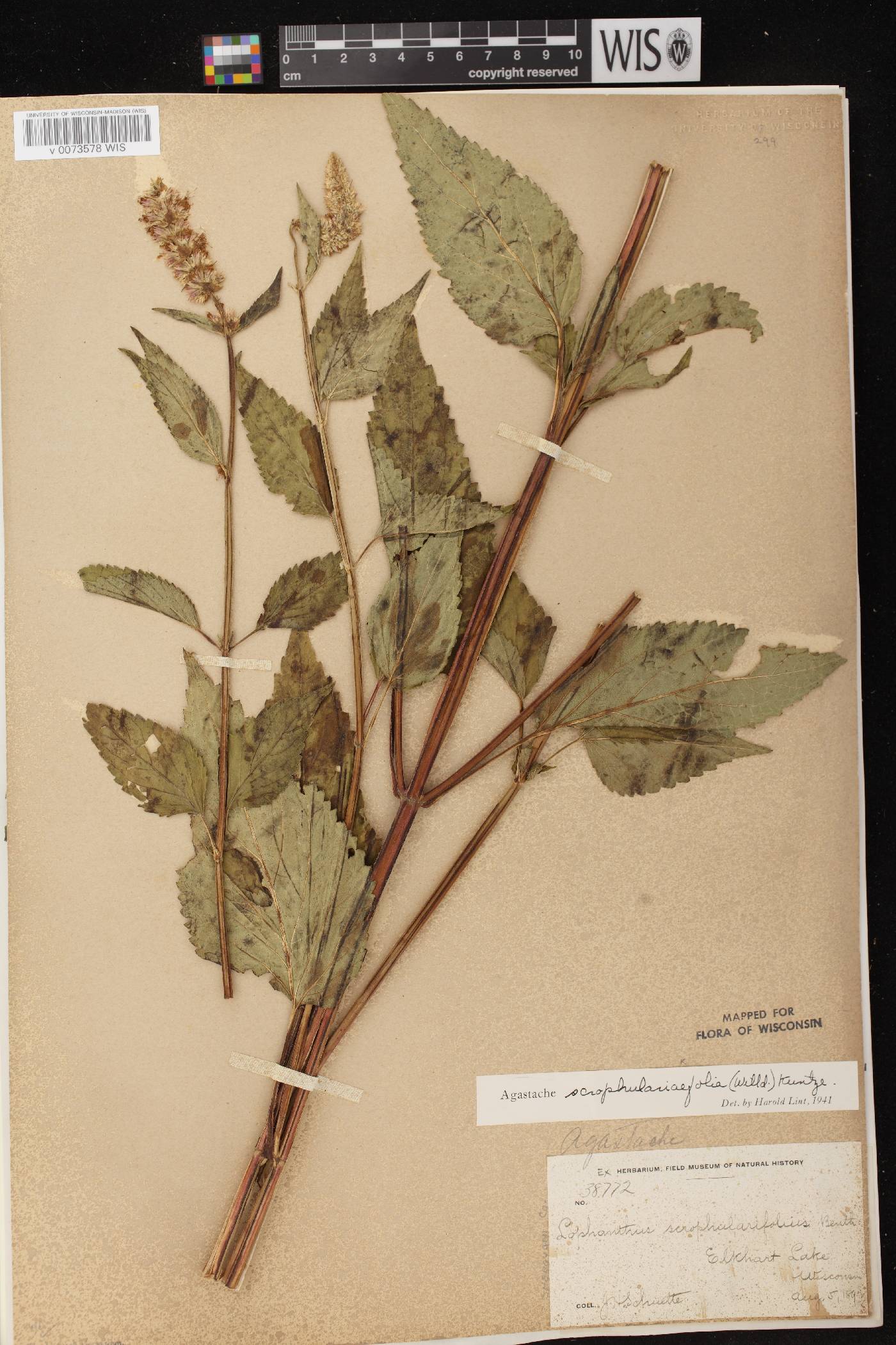 Agastache scrophulariifolia image