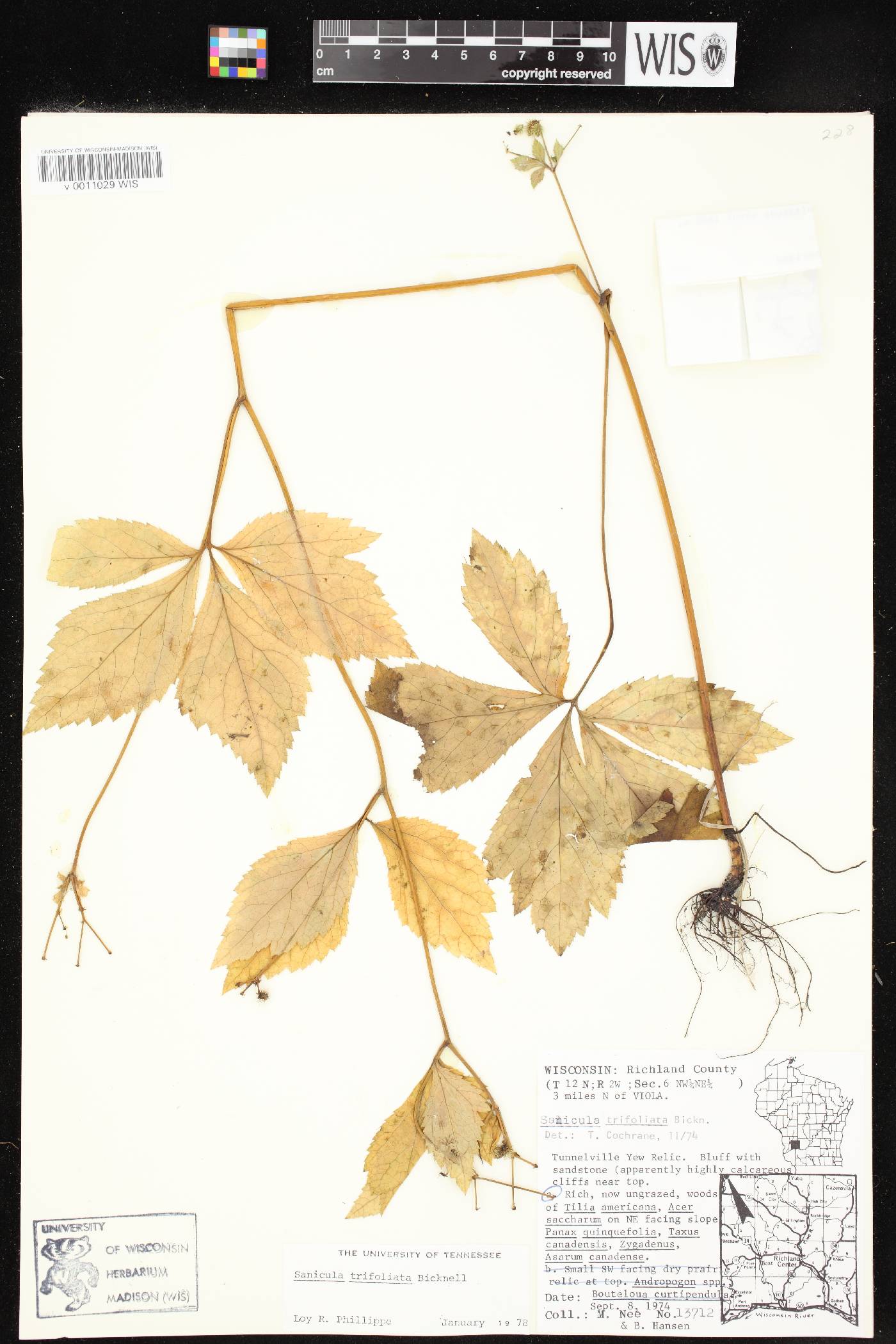 Sanicula trifoliata image