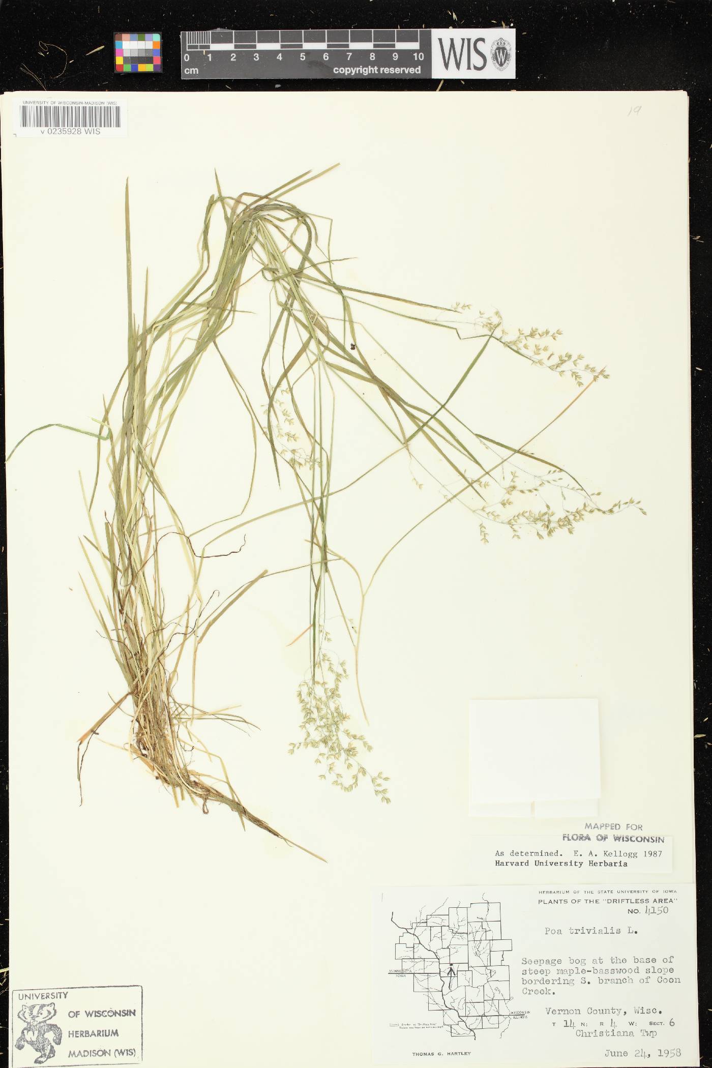 Poa trivialis image