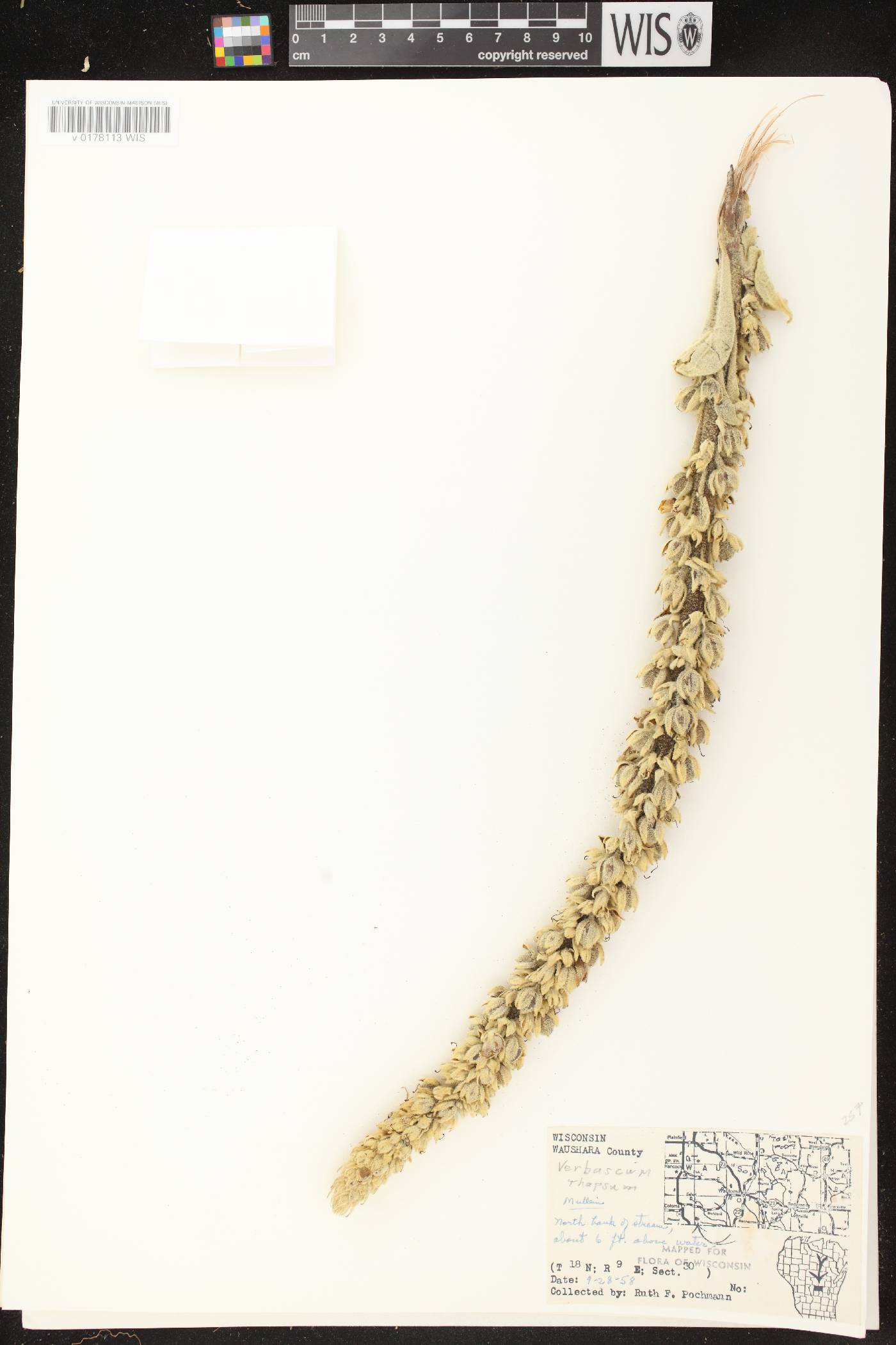 Verbascum thapsus image