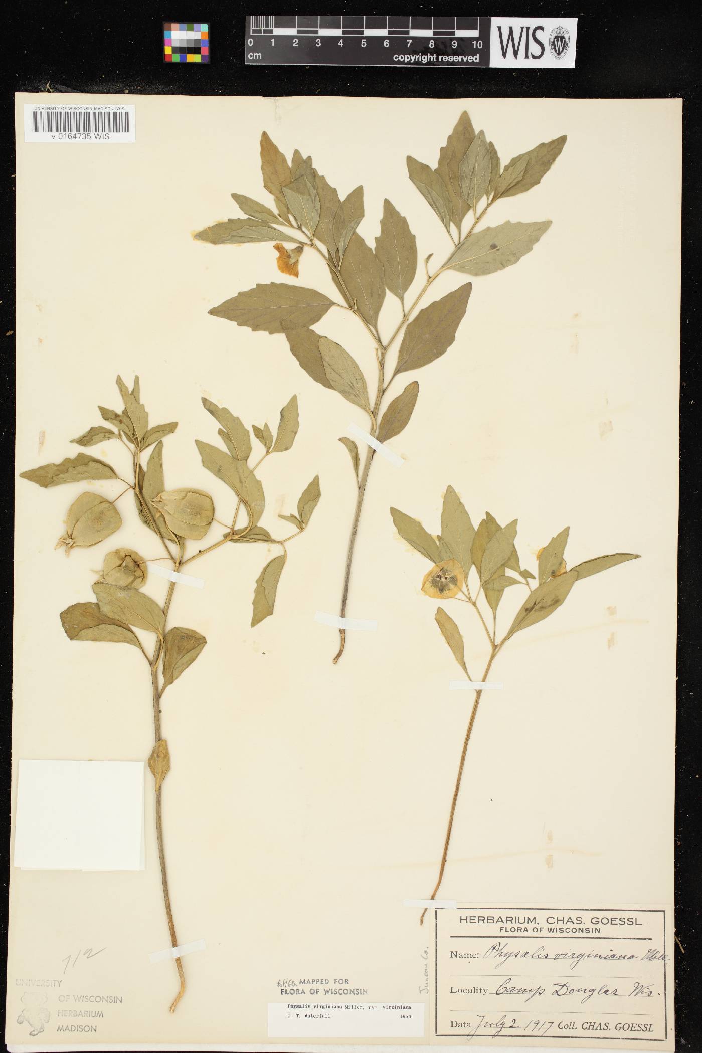 Physalis virginiana var. virginiana image