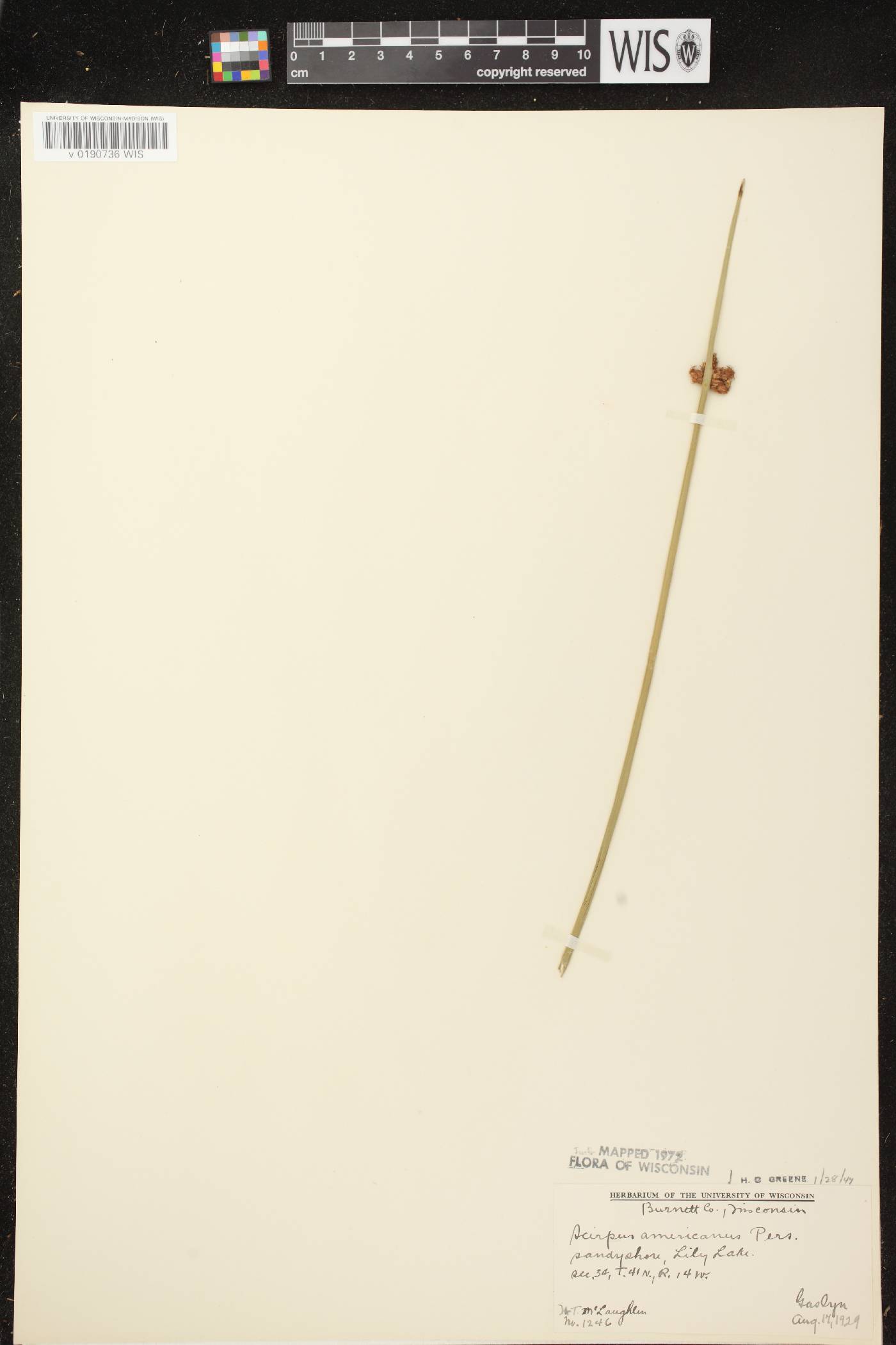 Schoenoplectus pungens image