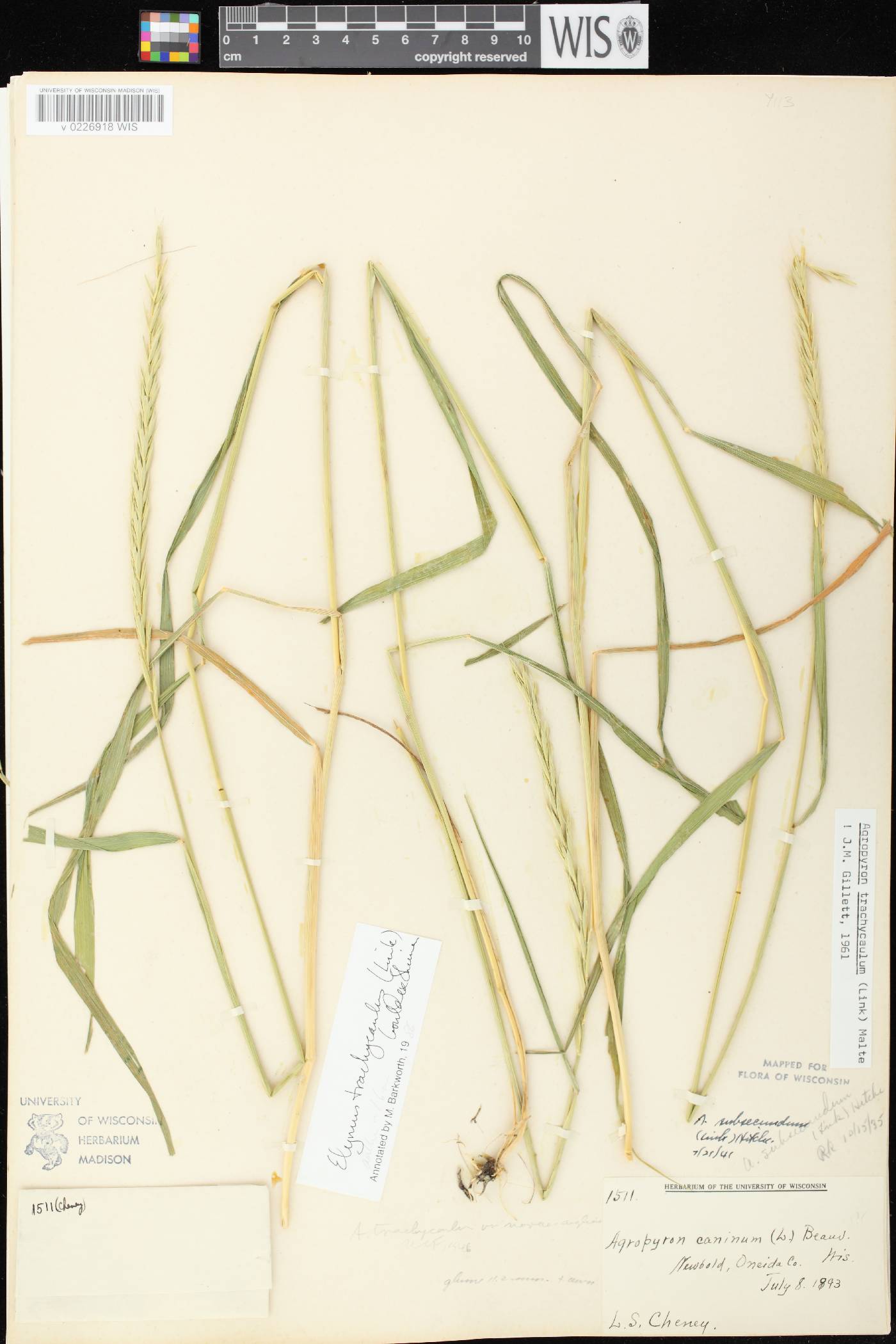Elymus trachycaulus subsp. trachycaulus image