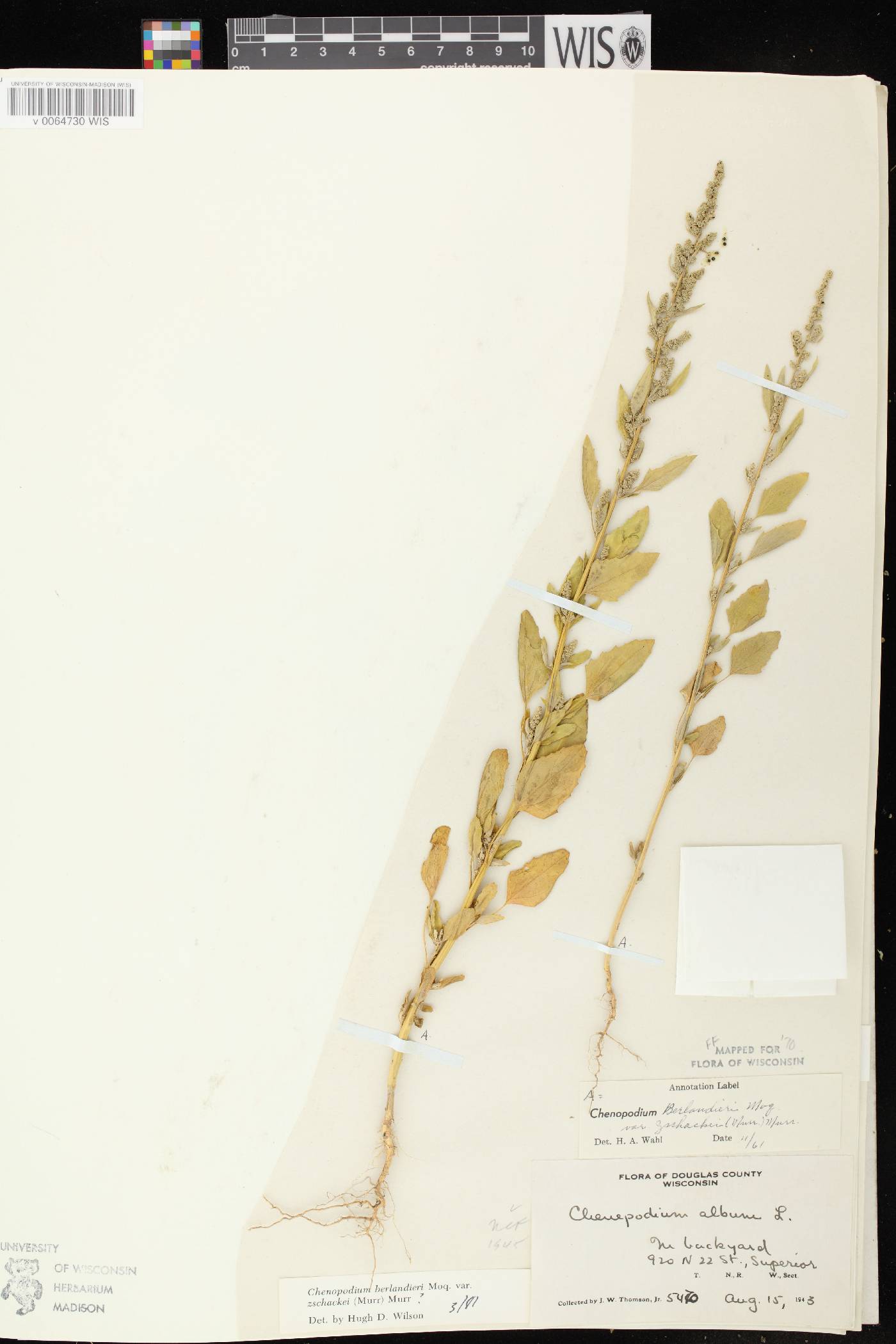 Chenopodium berlandieri image