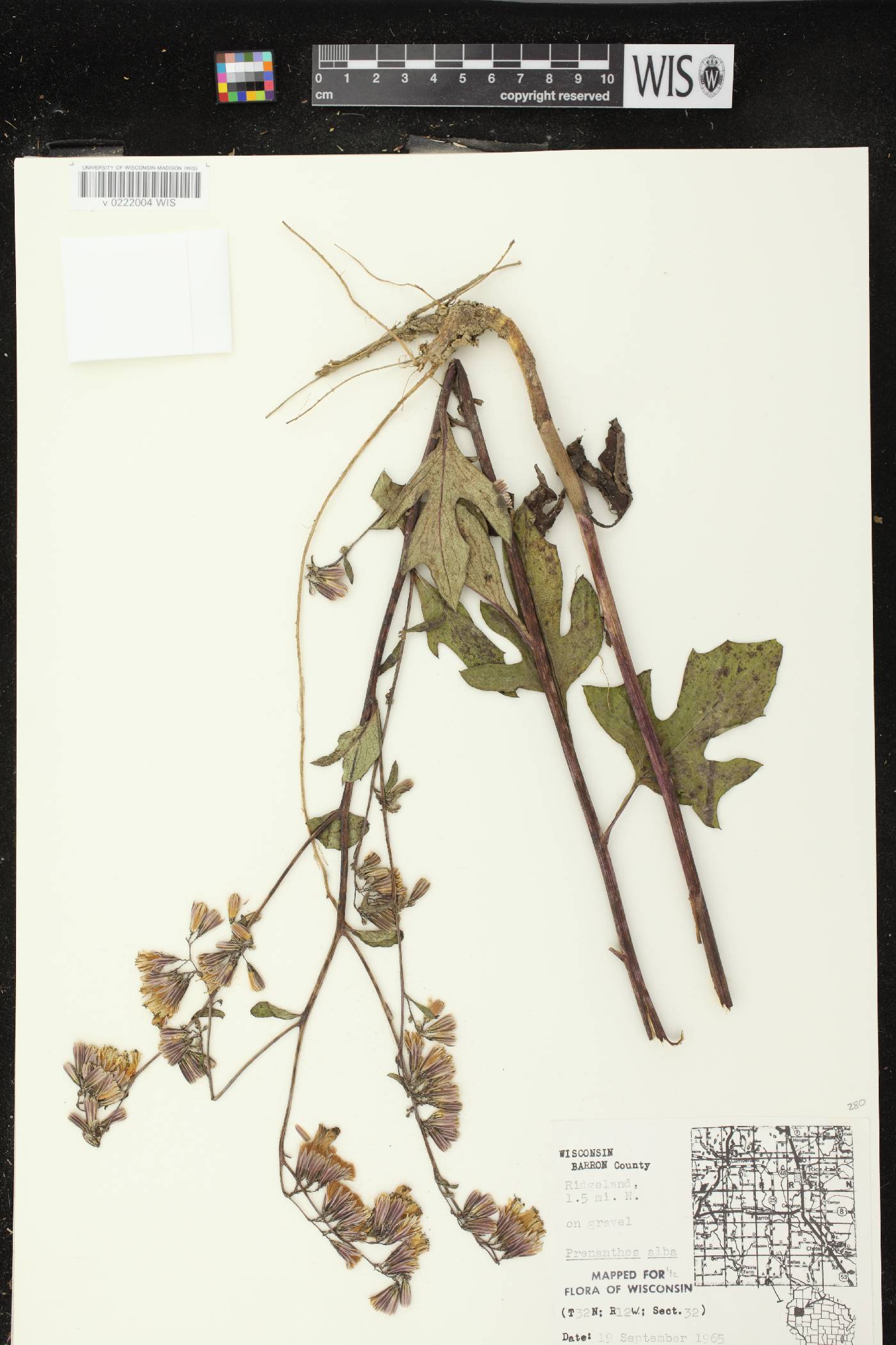 Prenanthes alba image