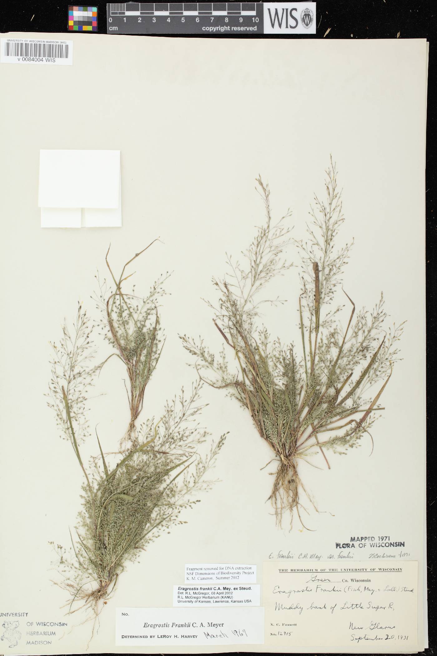 Eragrostis frankii image