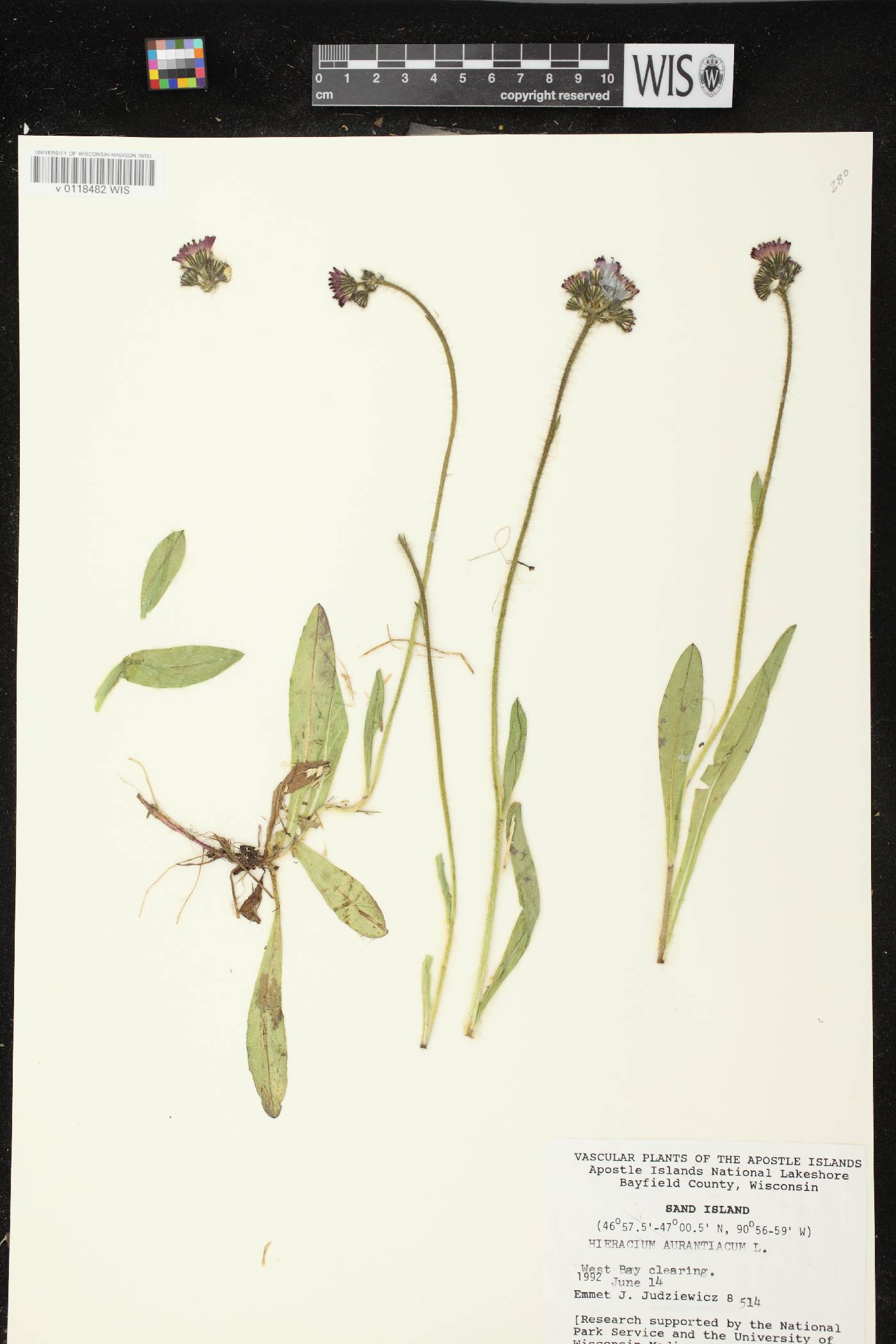 Hieracium aurantiacum image