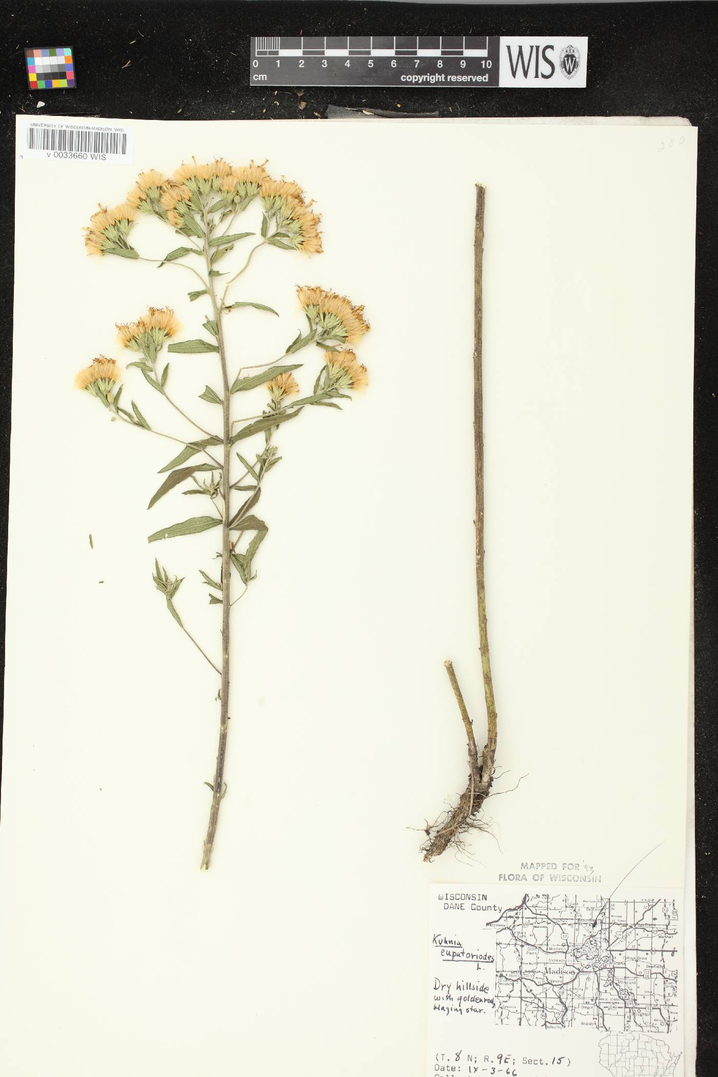 Brickellia eupatorioides image