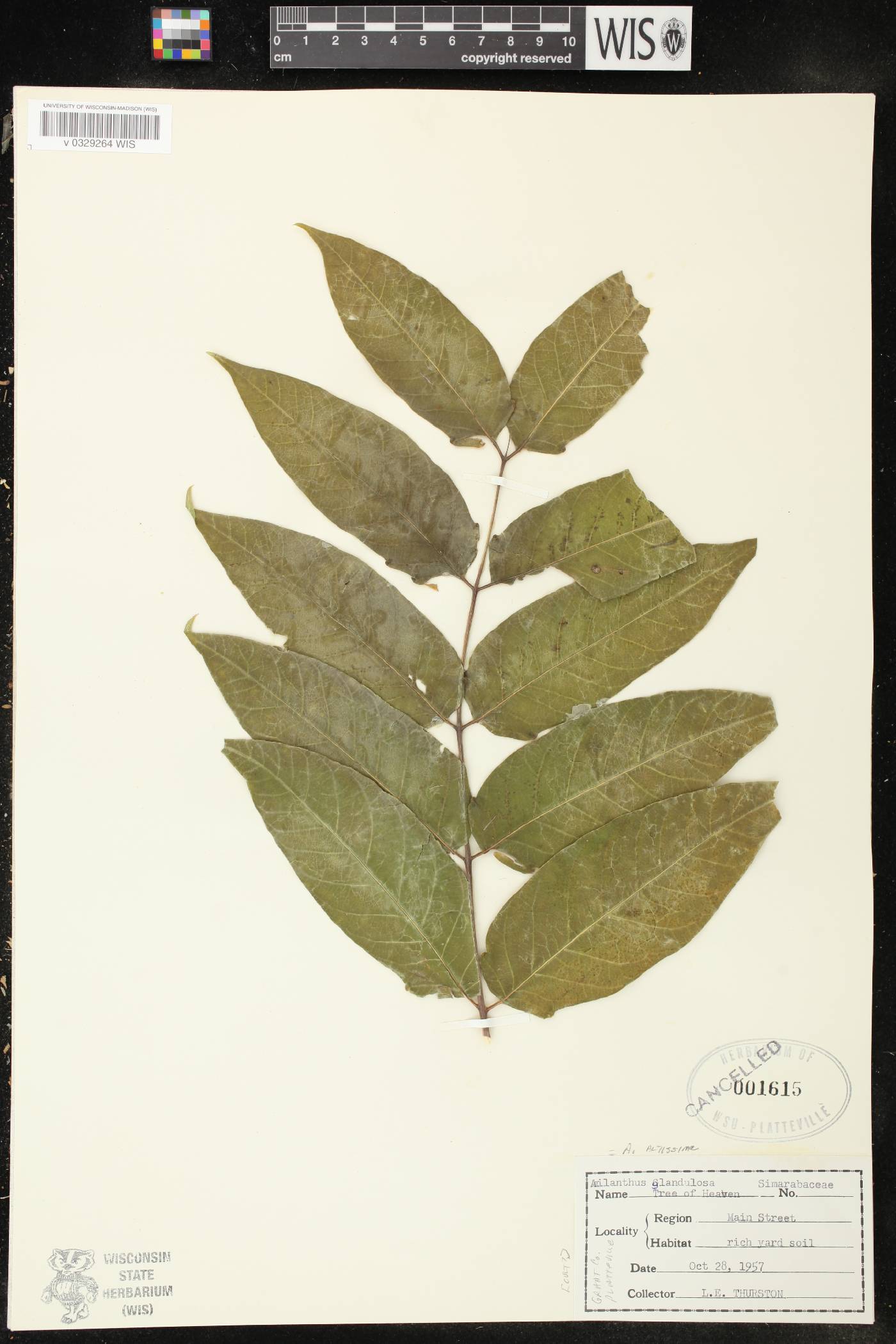 Ailanthus altissima image