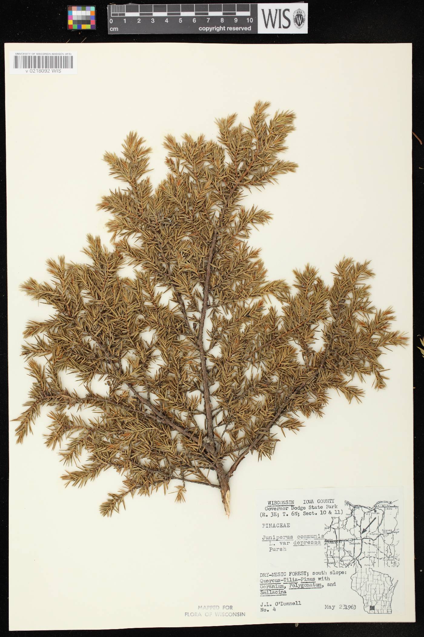 Juniperus communis image