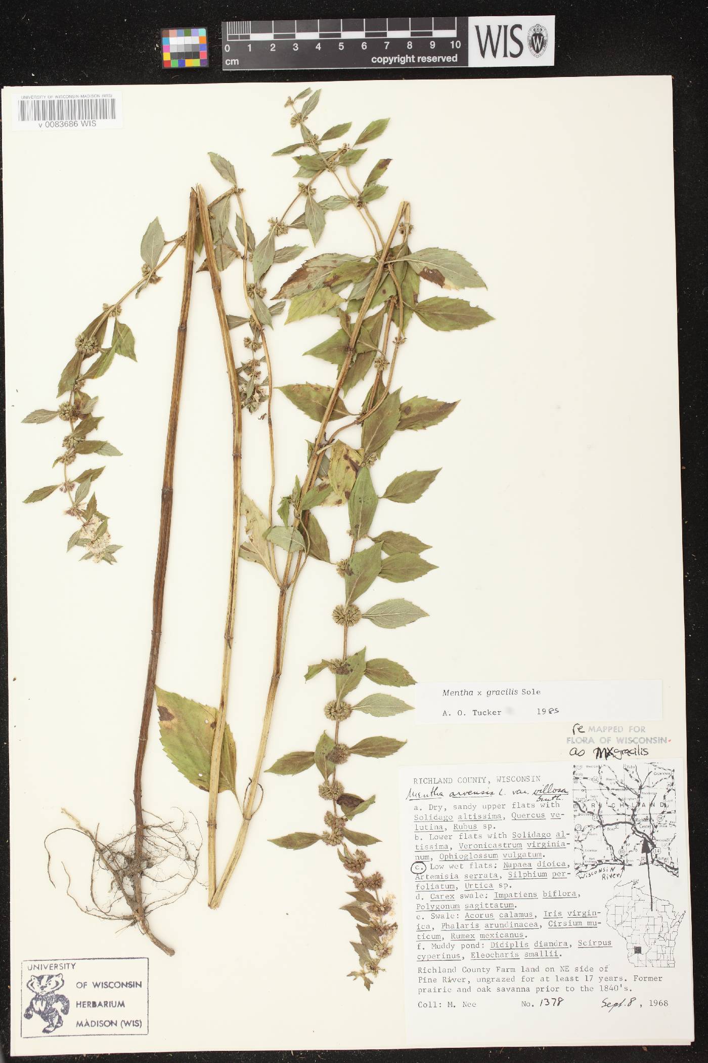 Mentha X gracilis image
