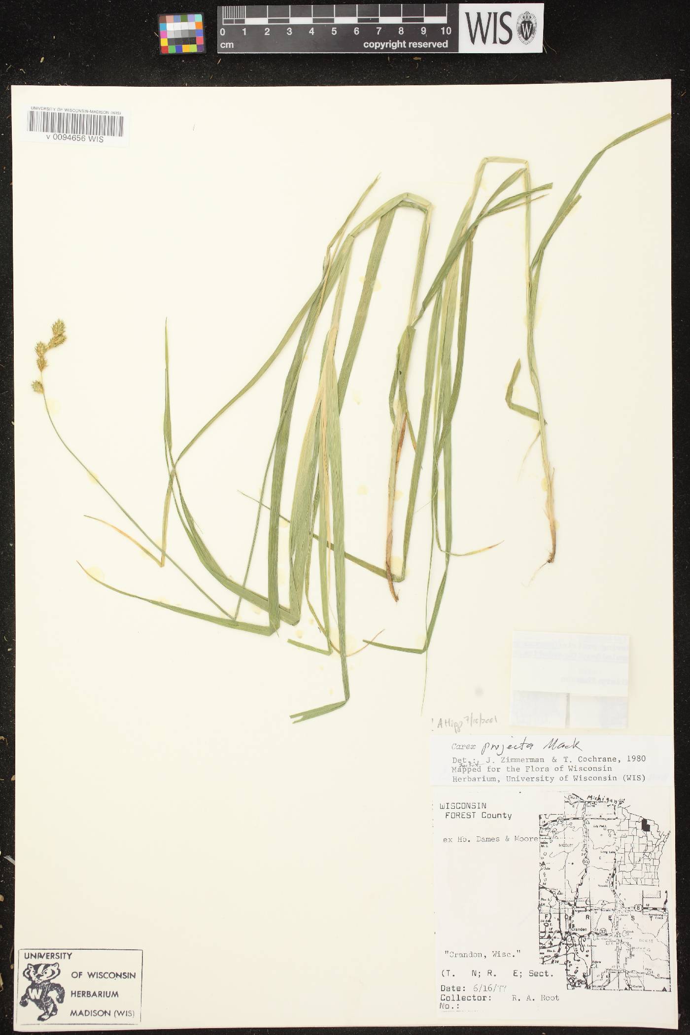 Carex projecta image