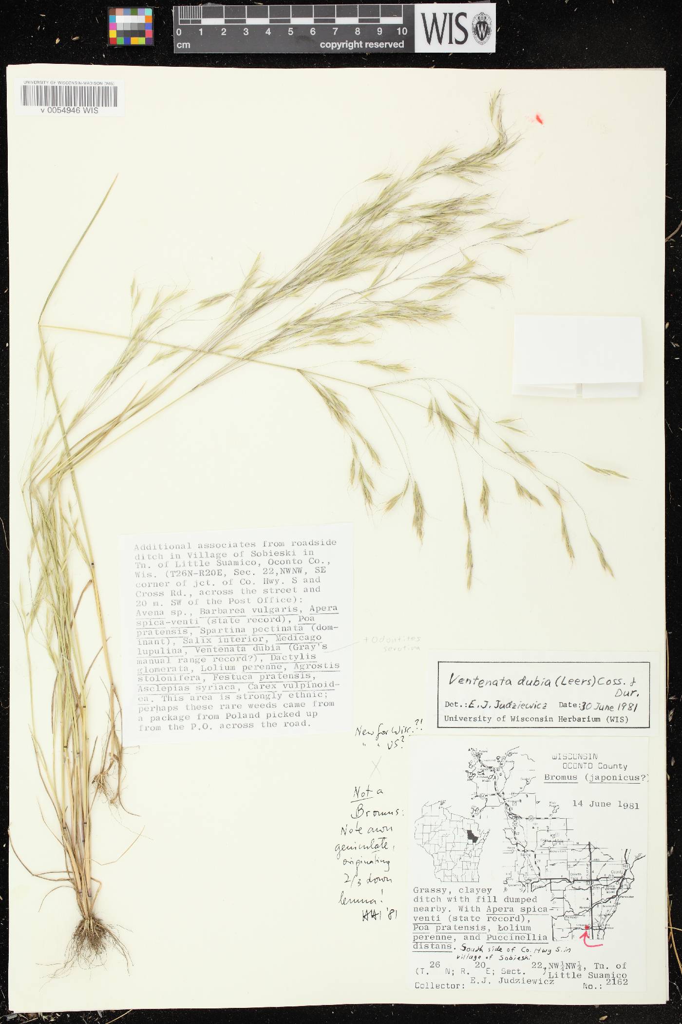 Ventenata dubia image