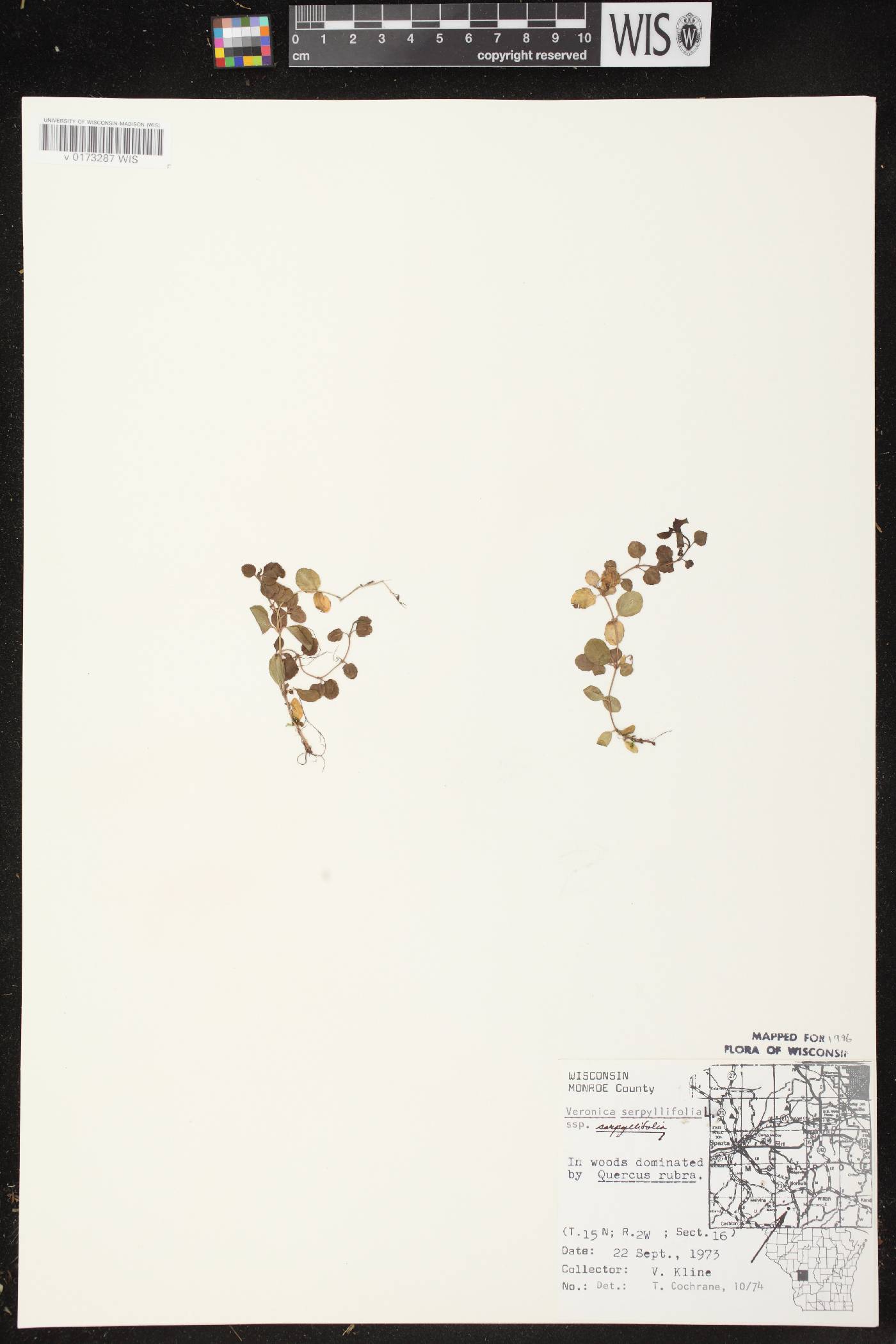 Veronica serpyllifolia subsp. serpyllifolia image