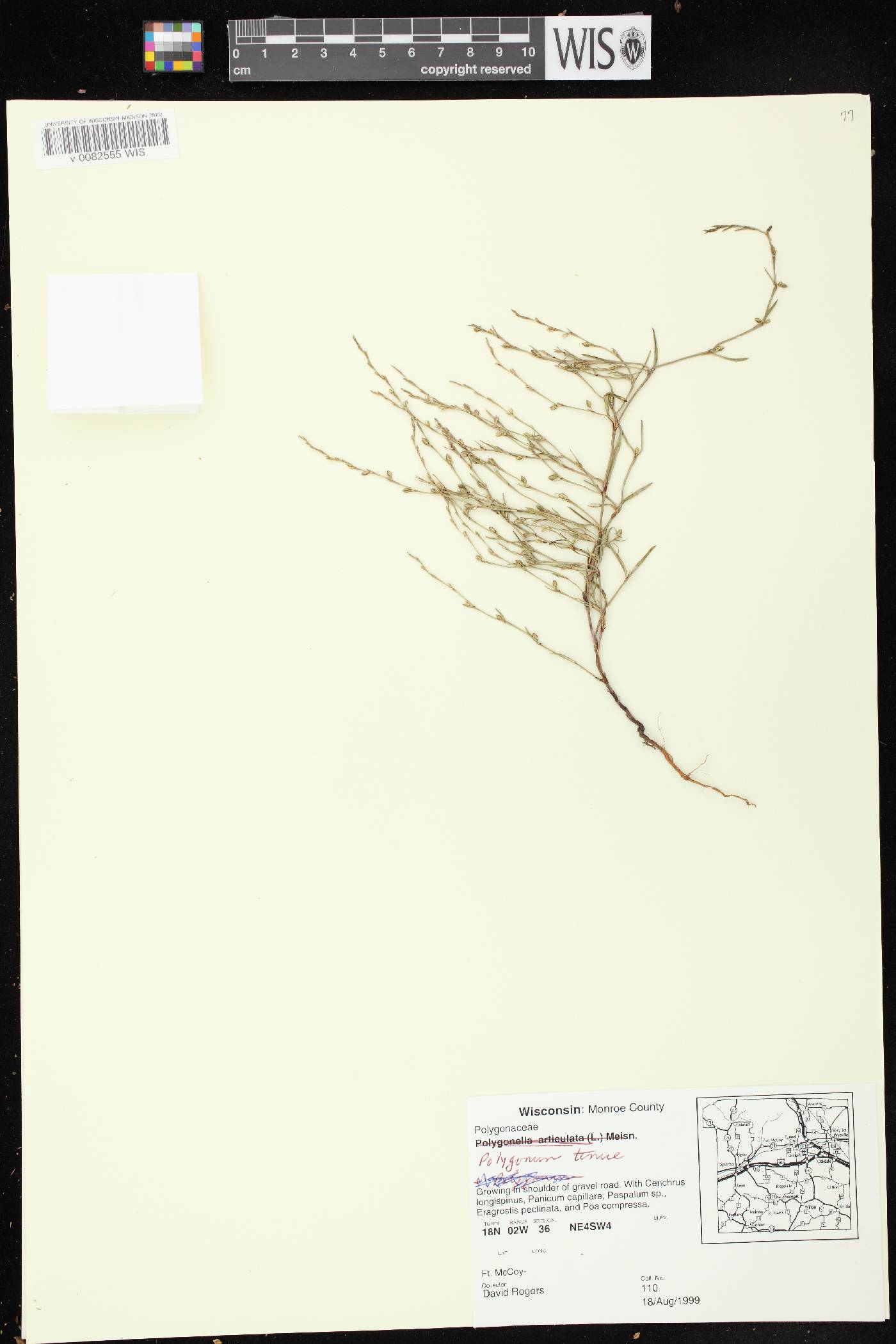 Polygonum tenue image