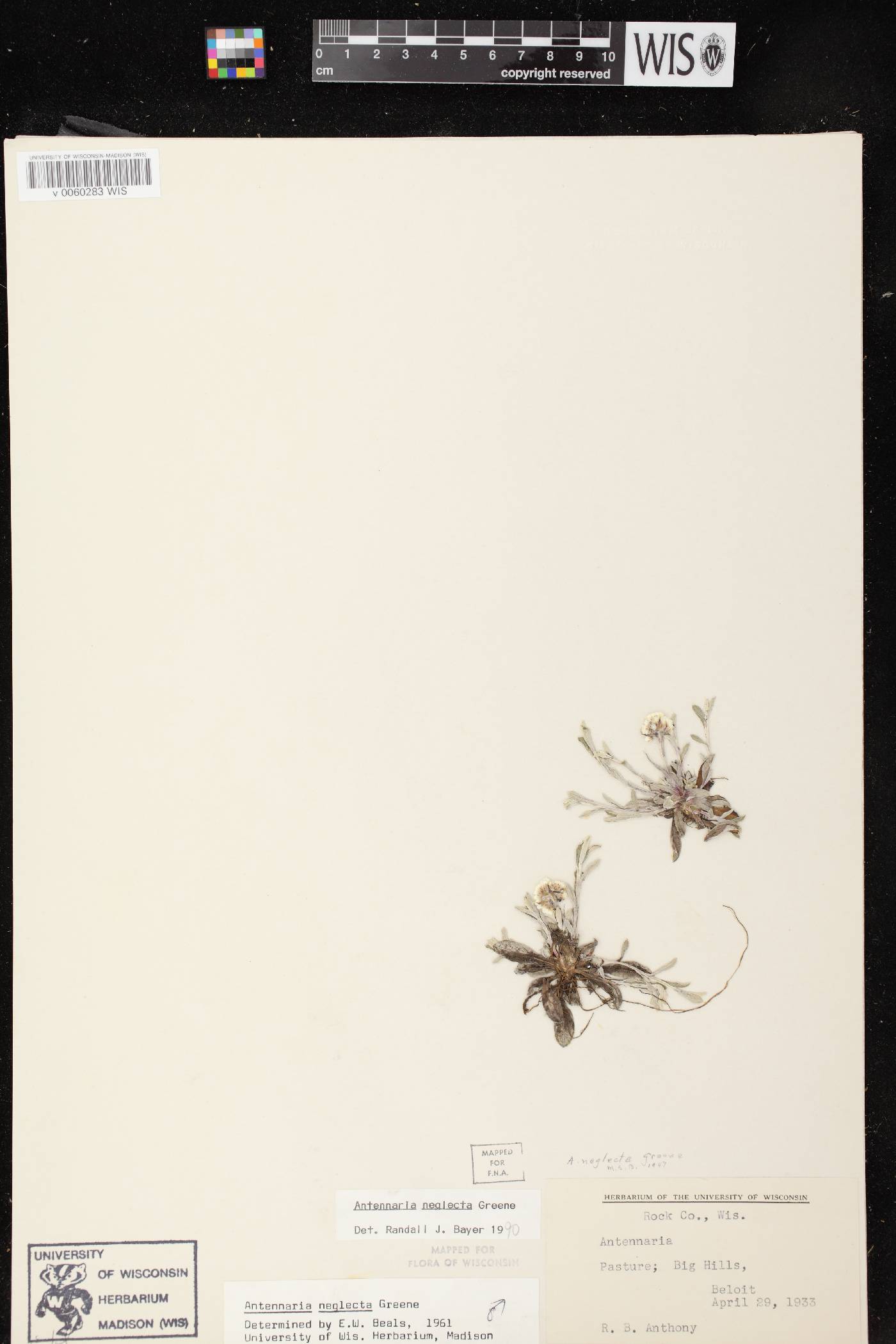 Antennaria neglecta image