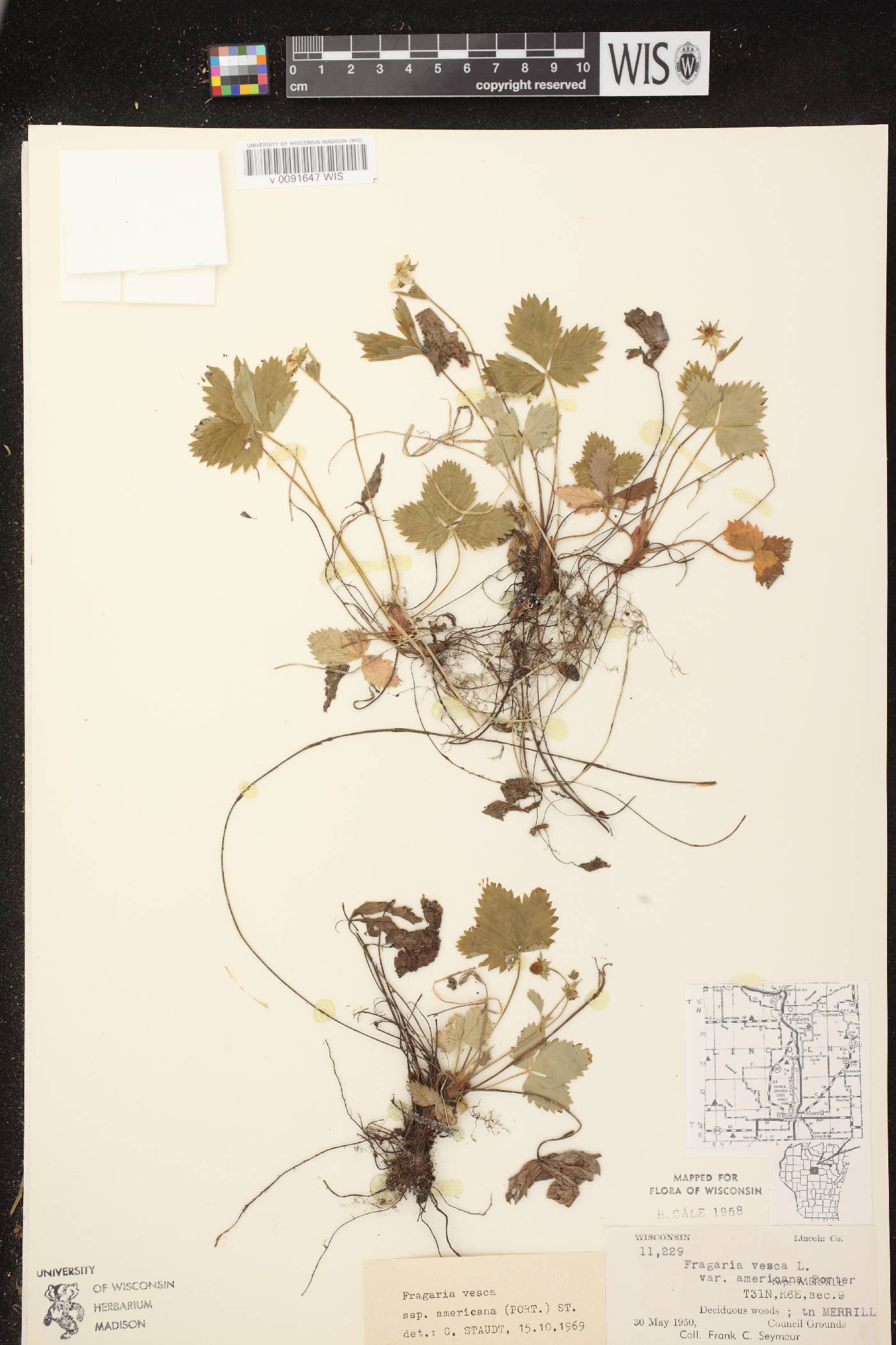 Fragaria vesca subsp. americana image