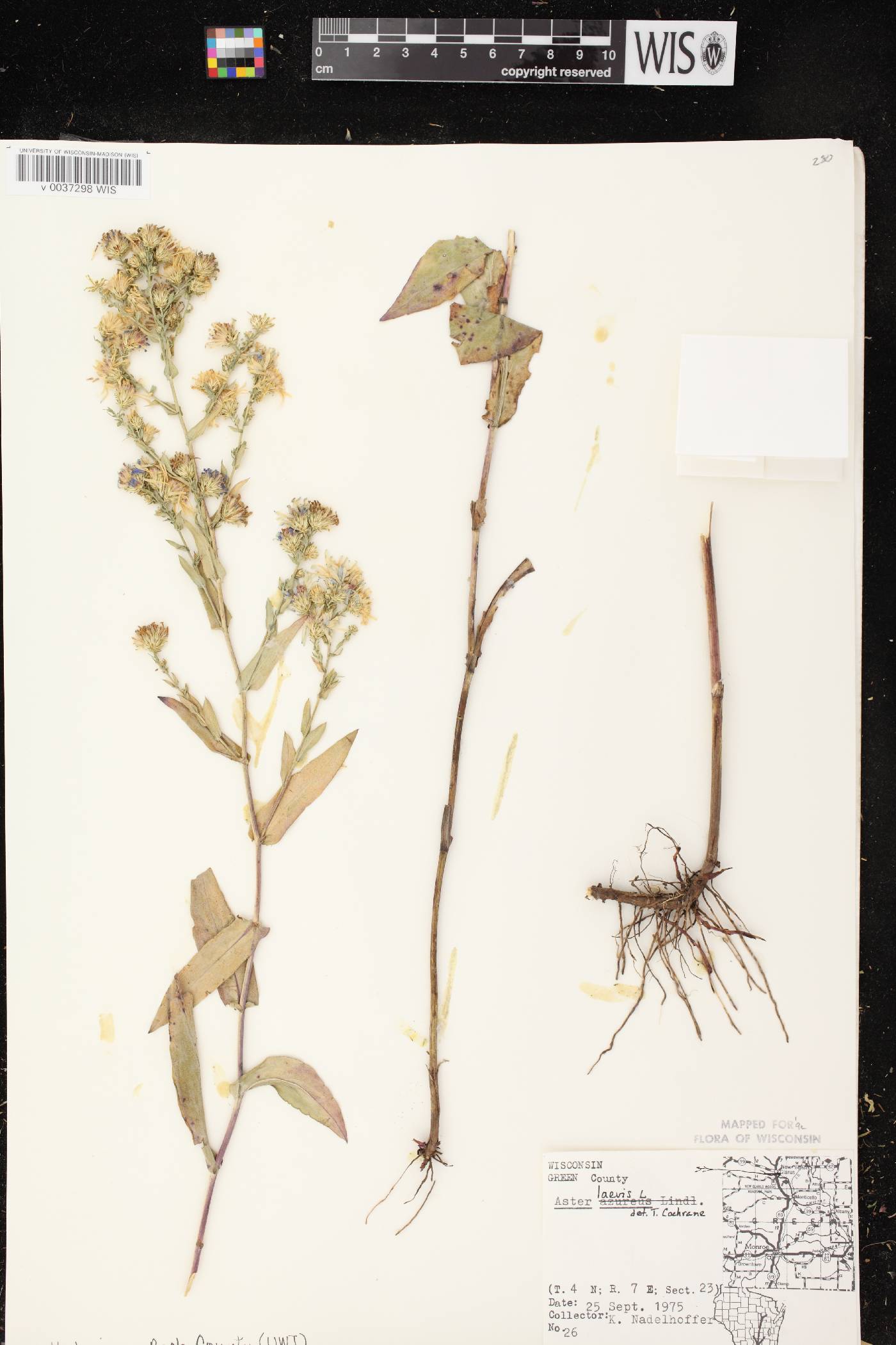 Symphyotrichum laeve image