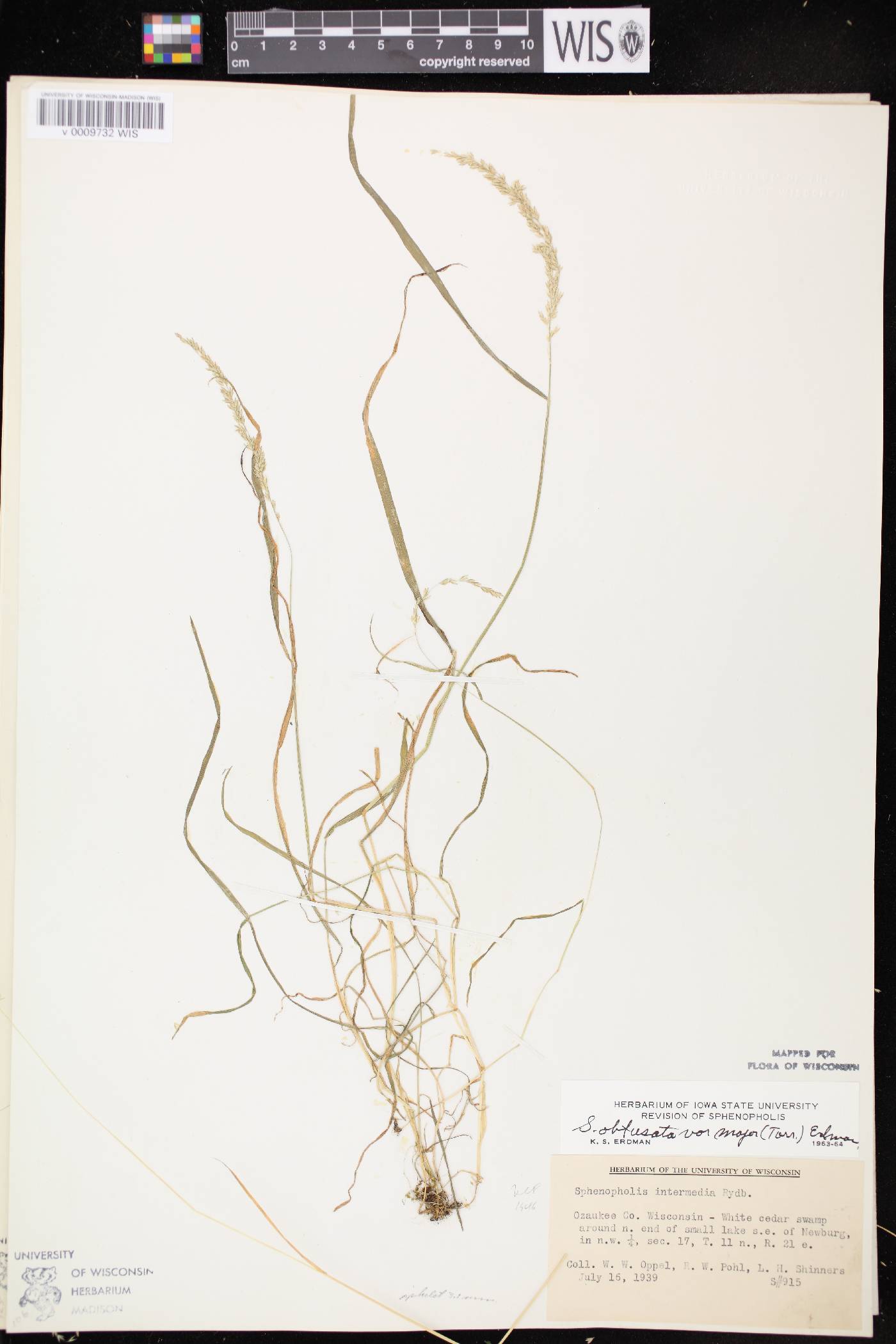 Sphenopholis intermedia image