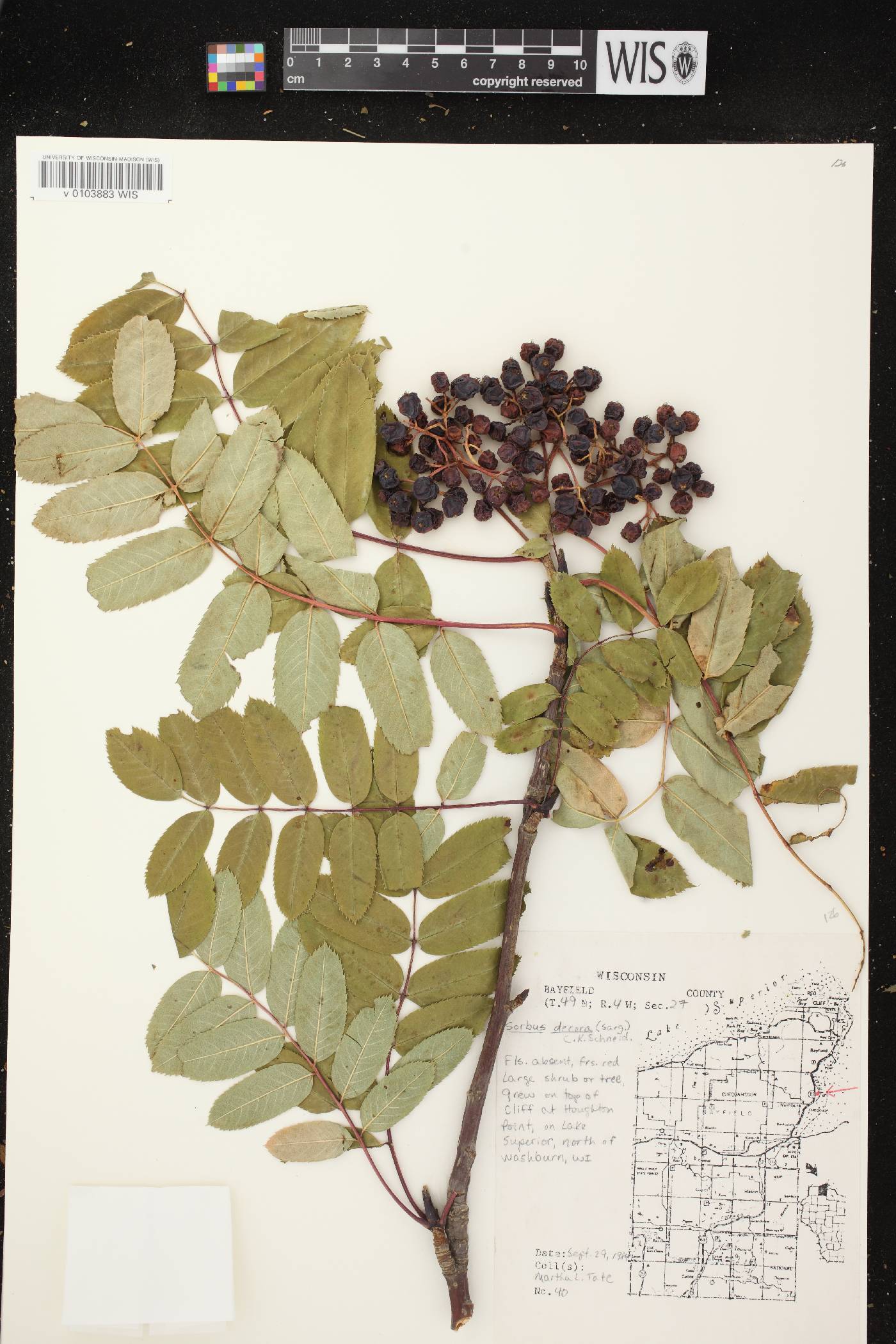 Sorbus decora image